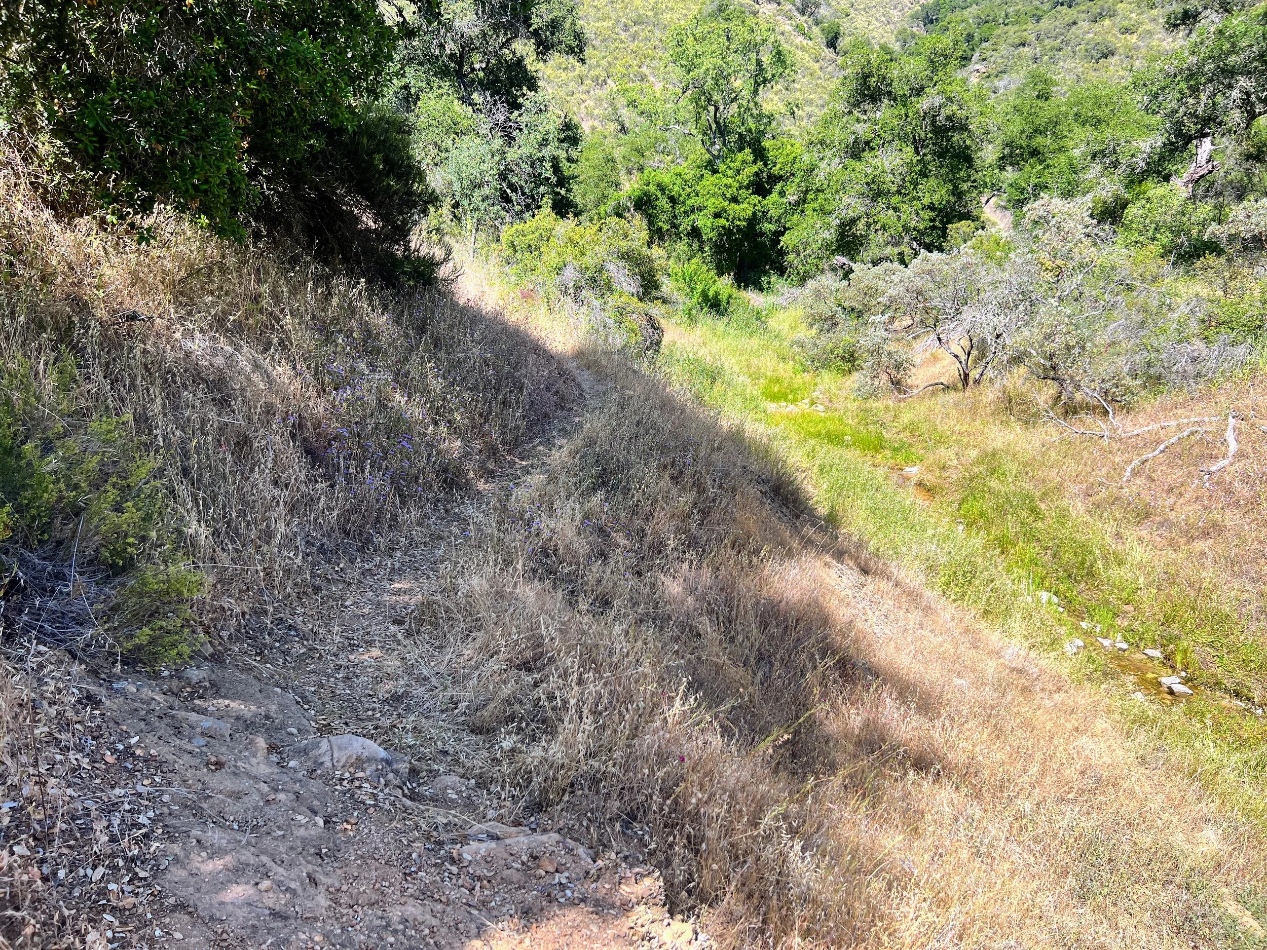 Trout Creek Trail / Avenales Trail