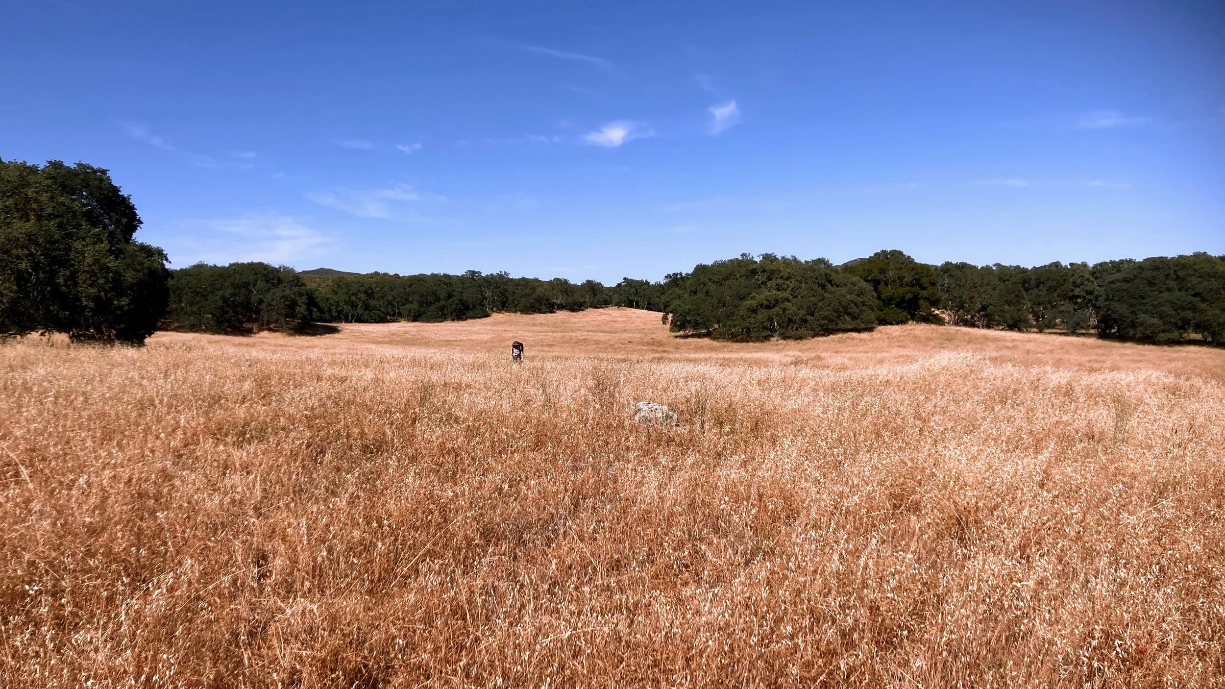 Trout Creek Trail / Avenales Trail