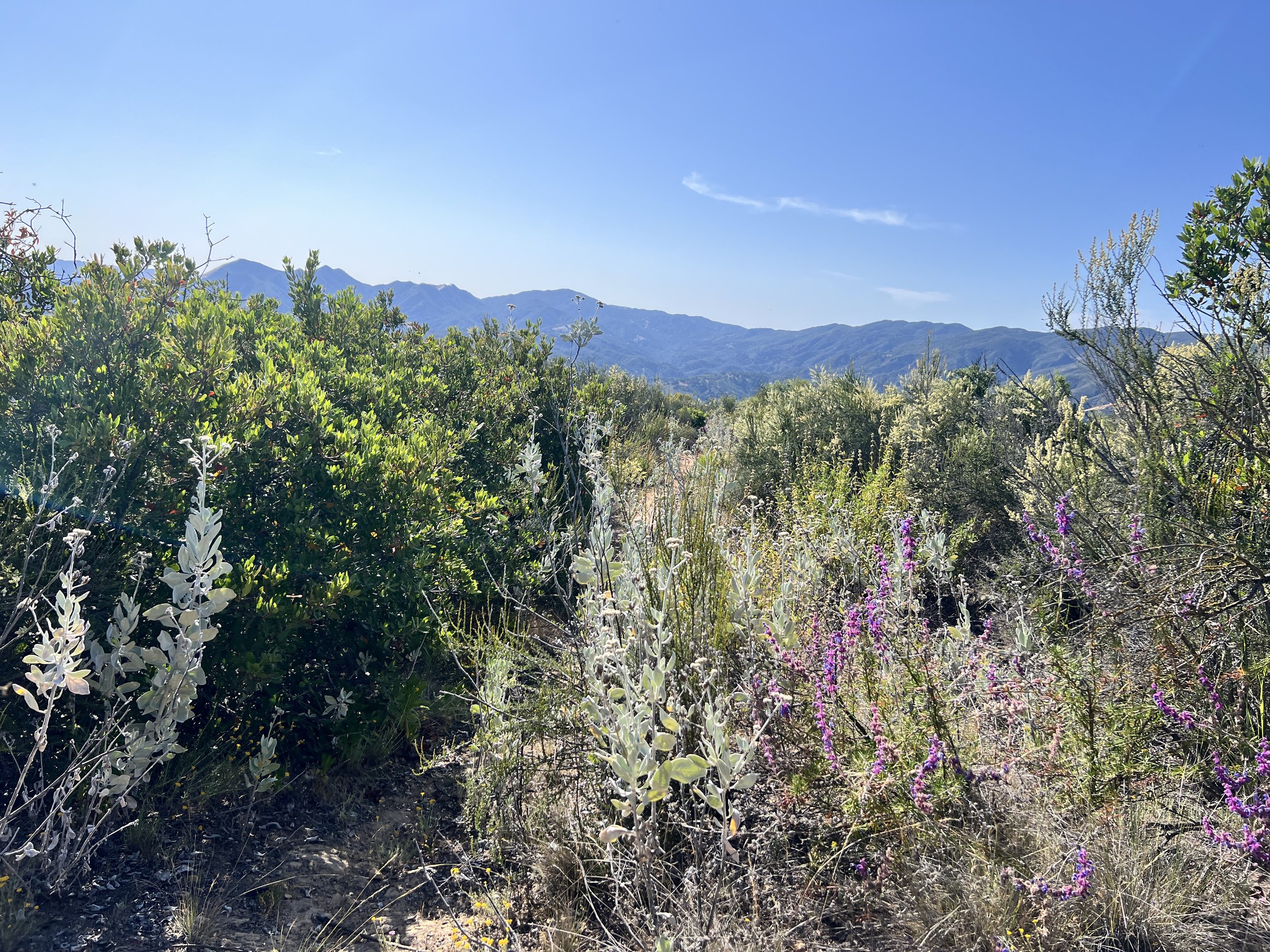 Trout Creek Trail / Avenales Trail