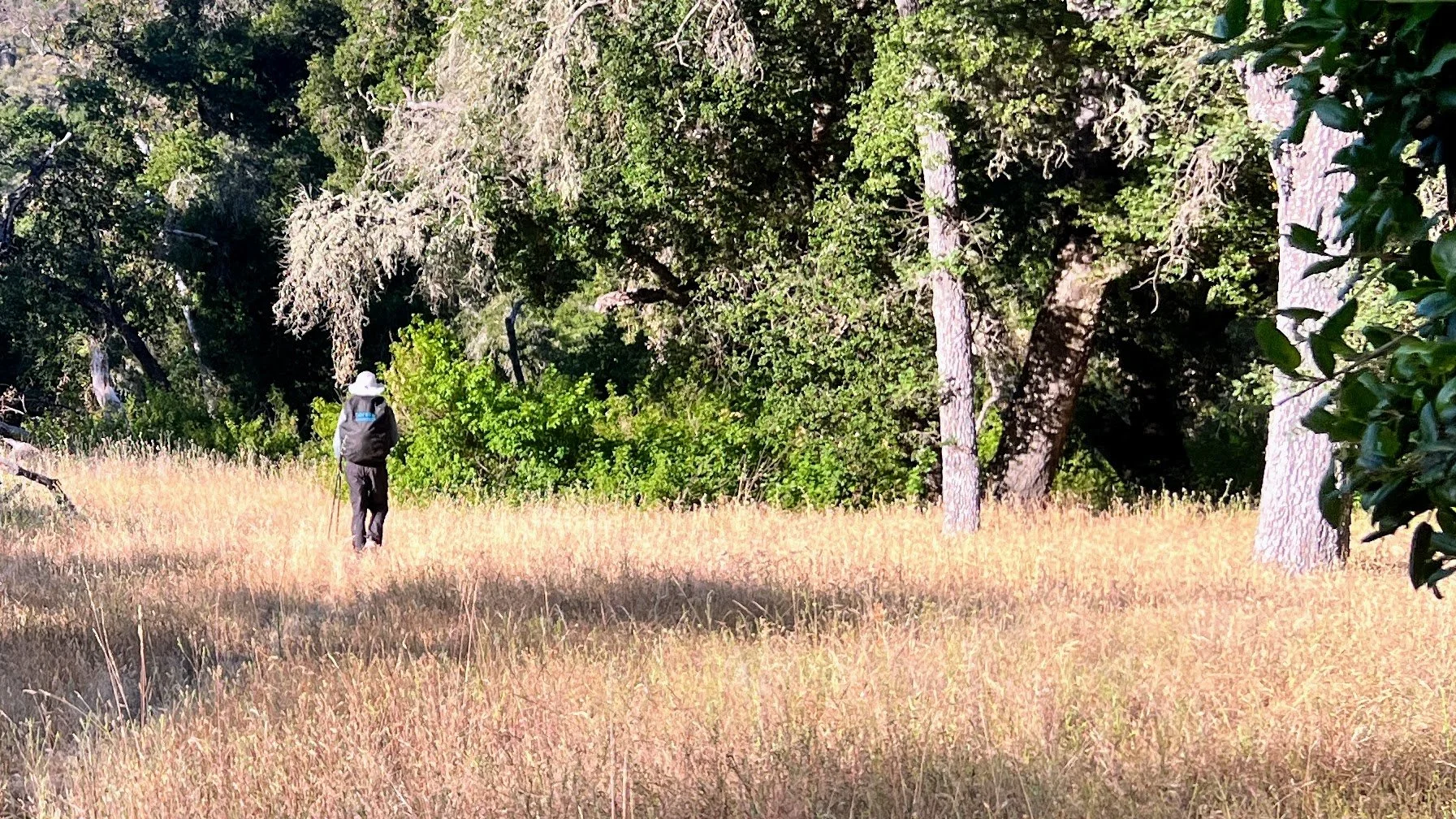 Trout Creek Trail / Avenales Trail