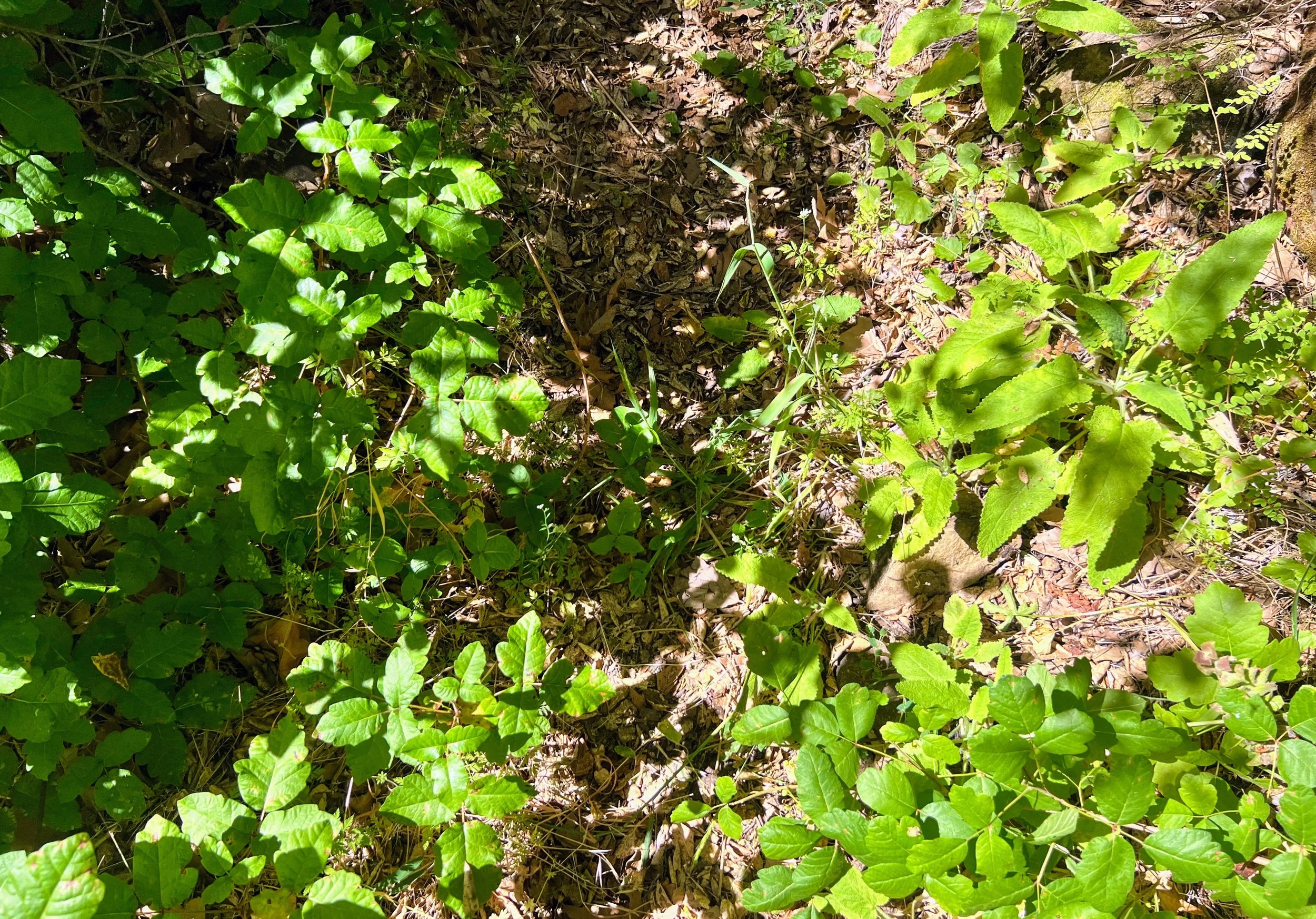 Trail Near Buckeye Campsite