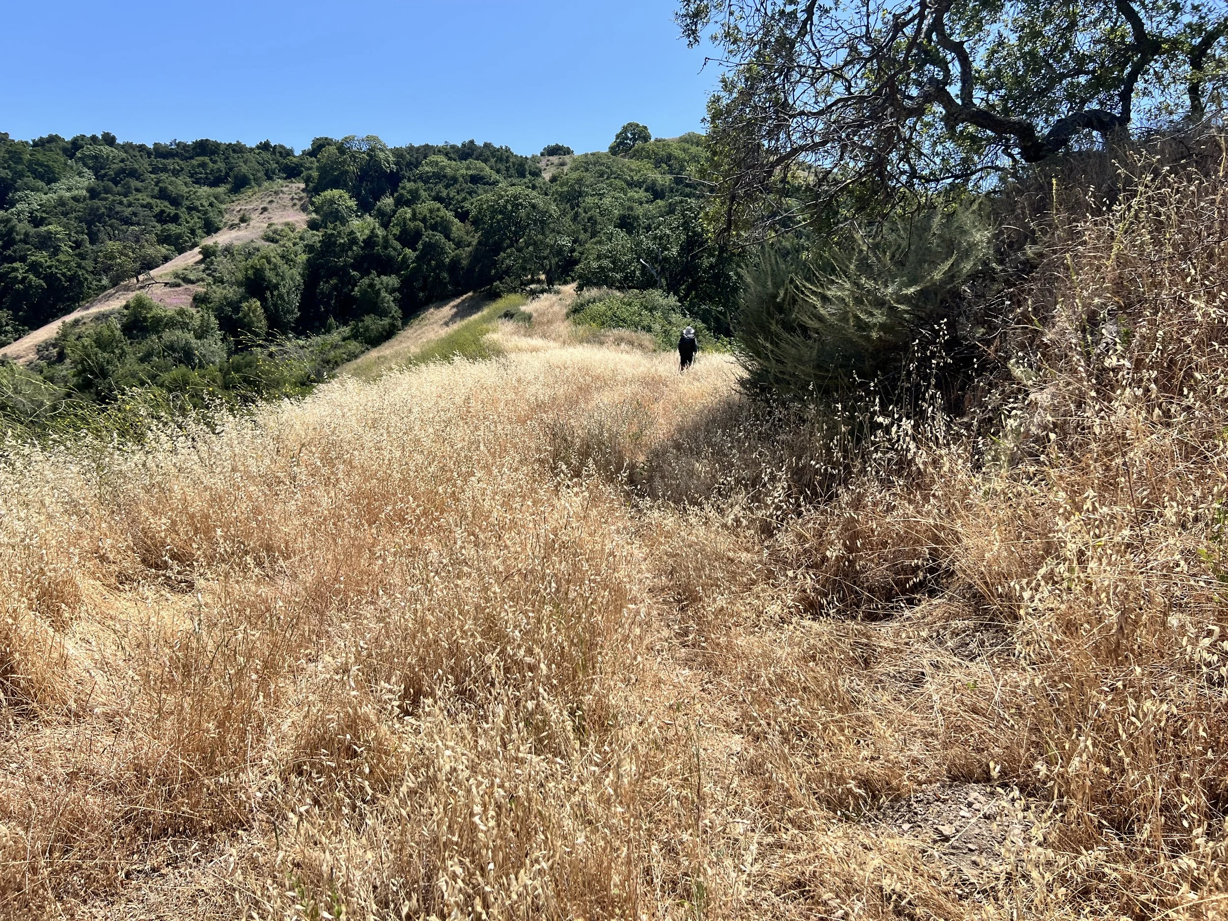 Fern Canyon Alternate Route