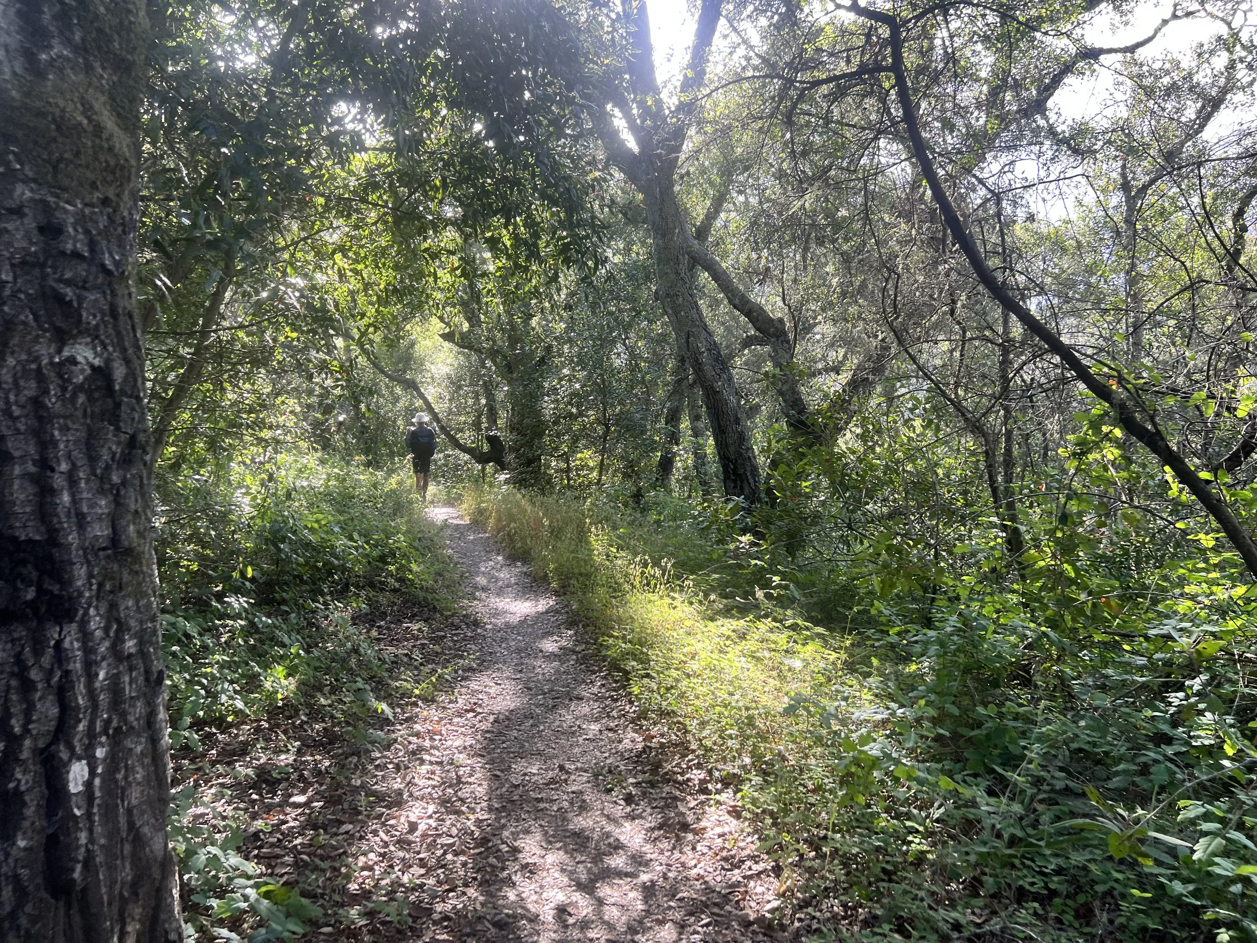 Cerro Alto Summit Trail