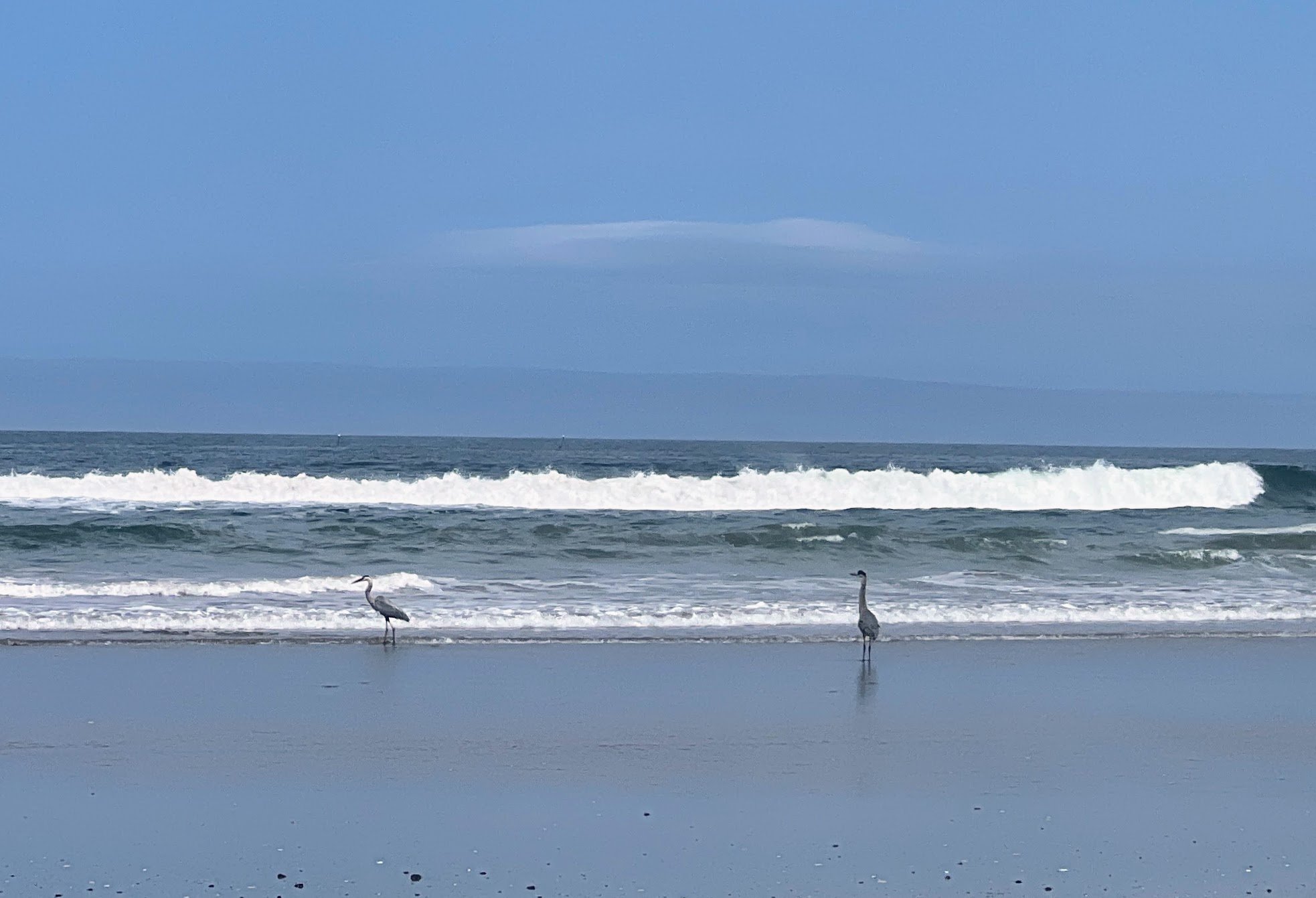Morro Strand State Beach