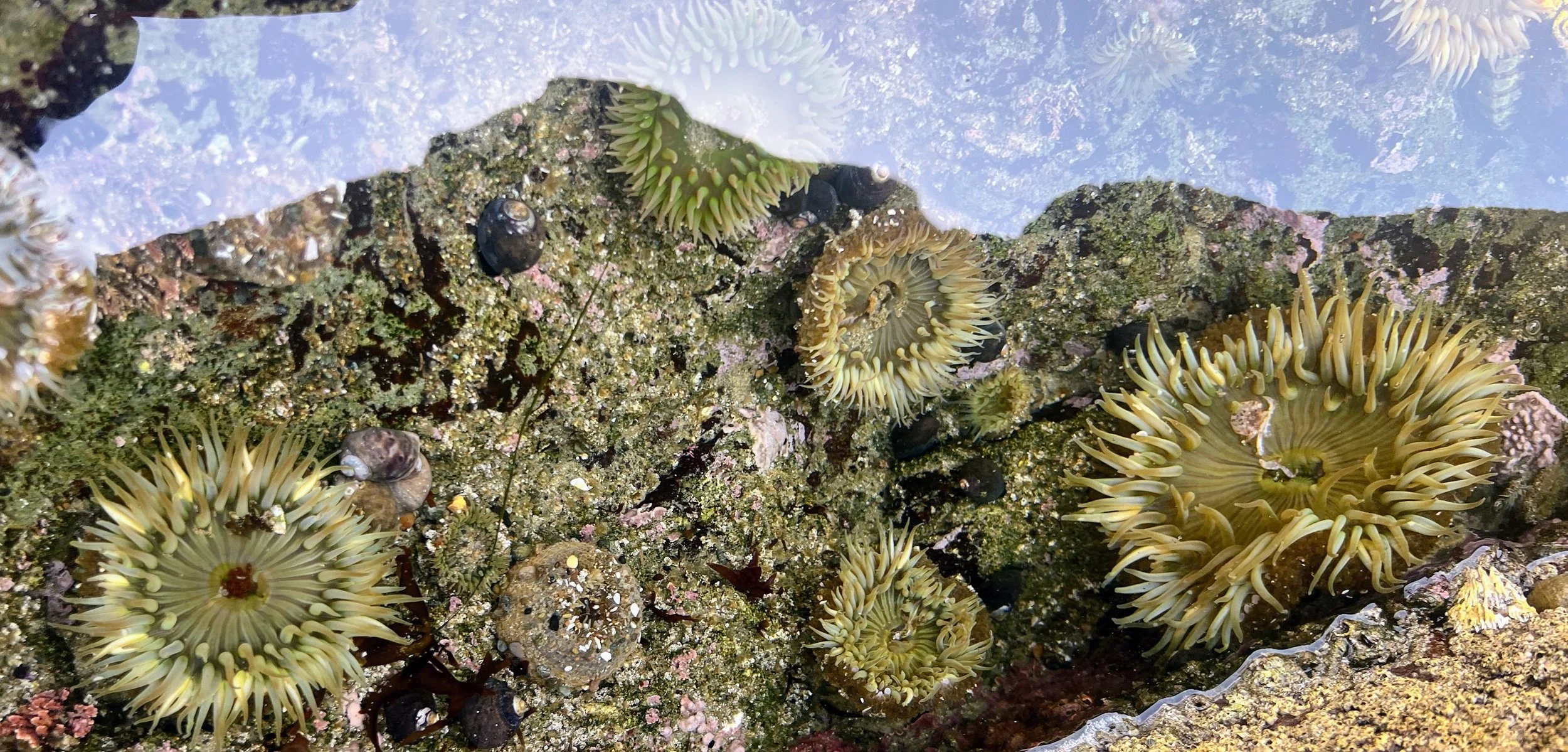 Morro Strand State Beach