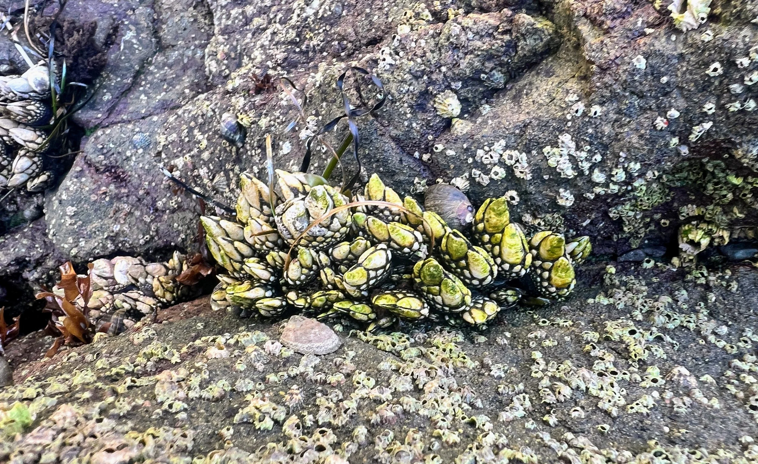 Morro Strand State Beach