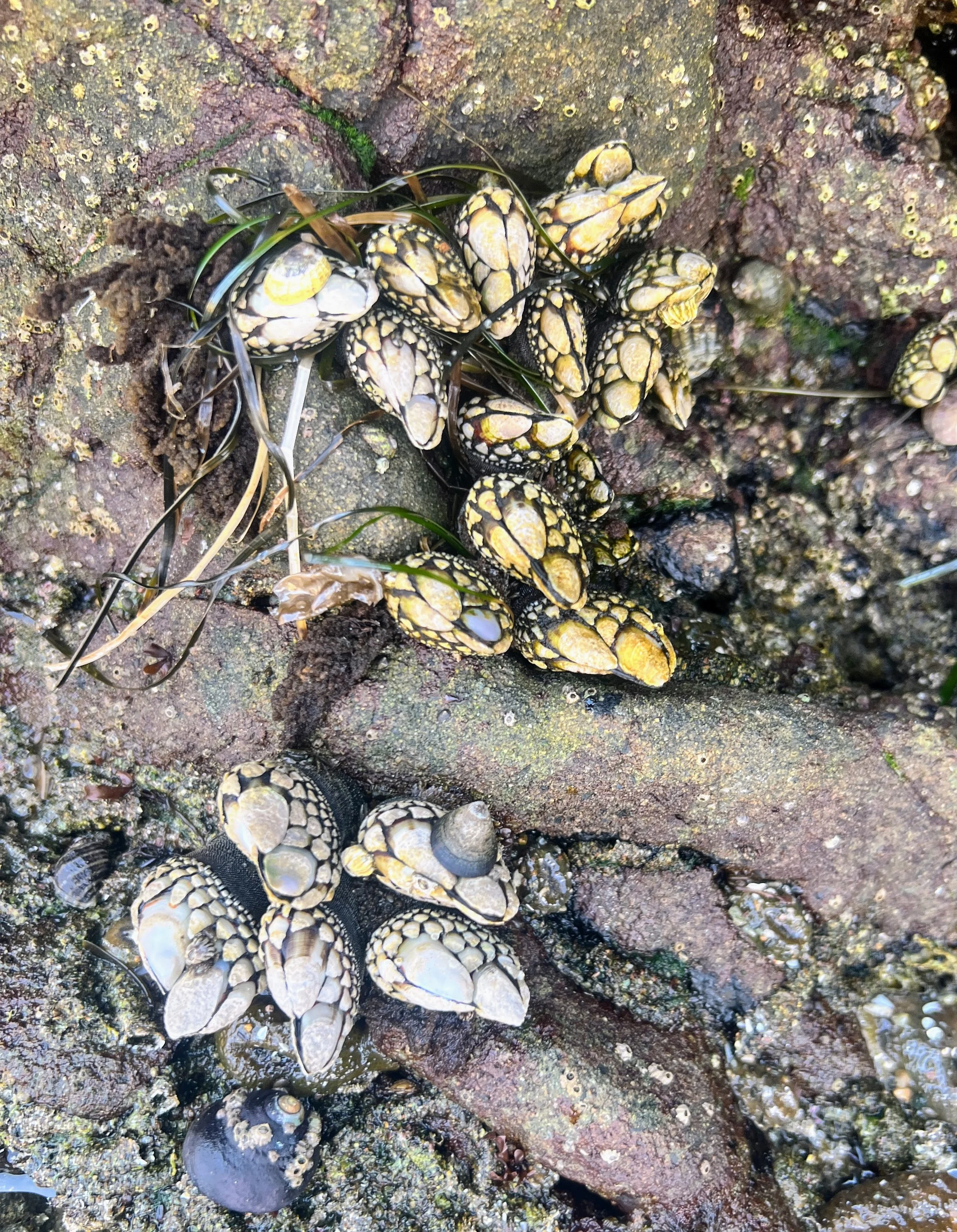 Morro Strand State Beach