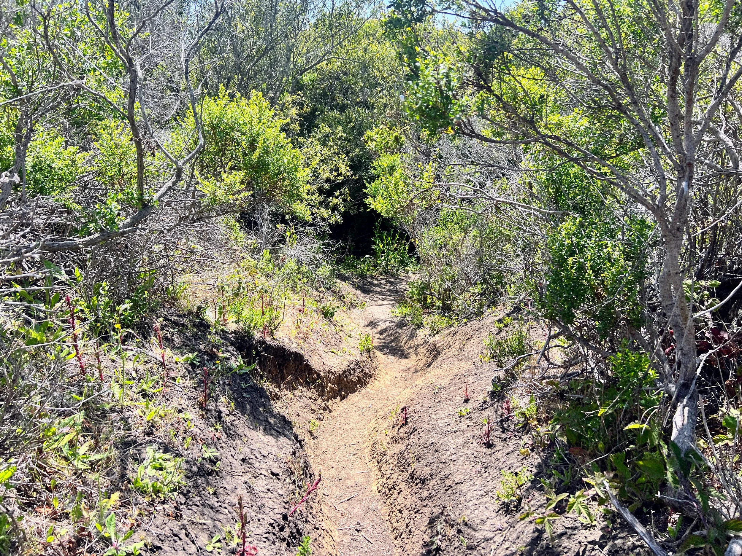 Estero Bluffs State Park