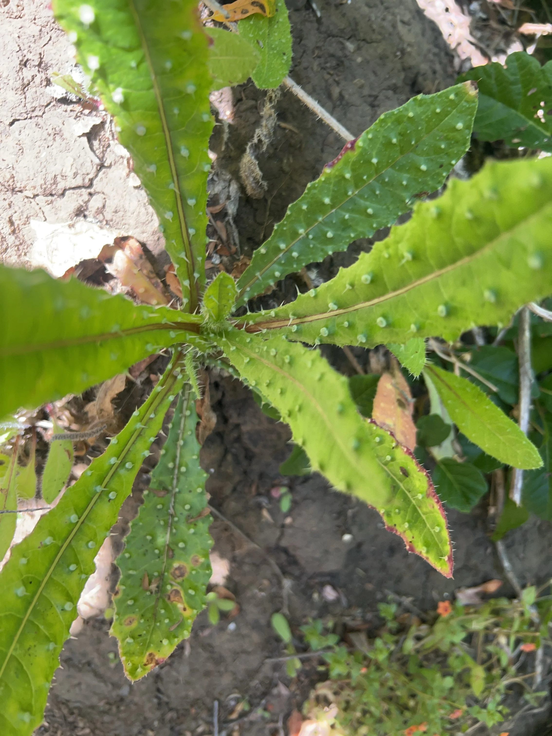 Estero Bluffs State Park