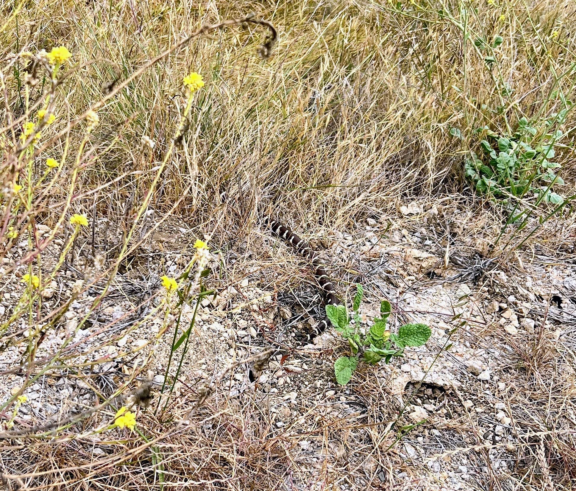California Kingsnake