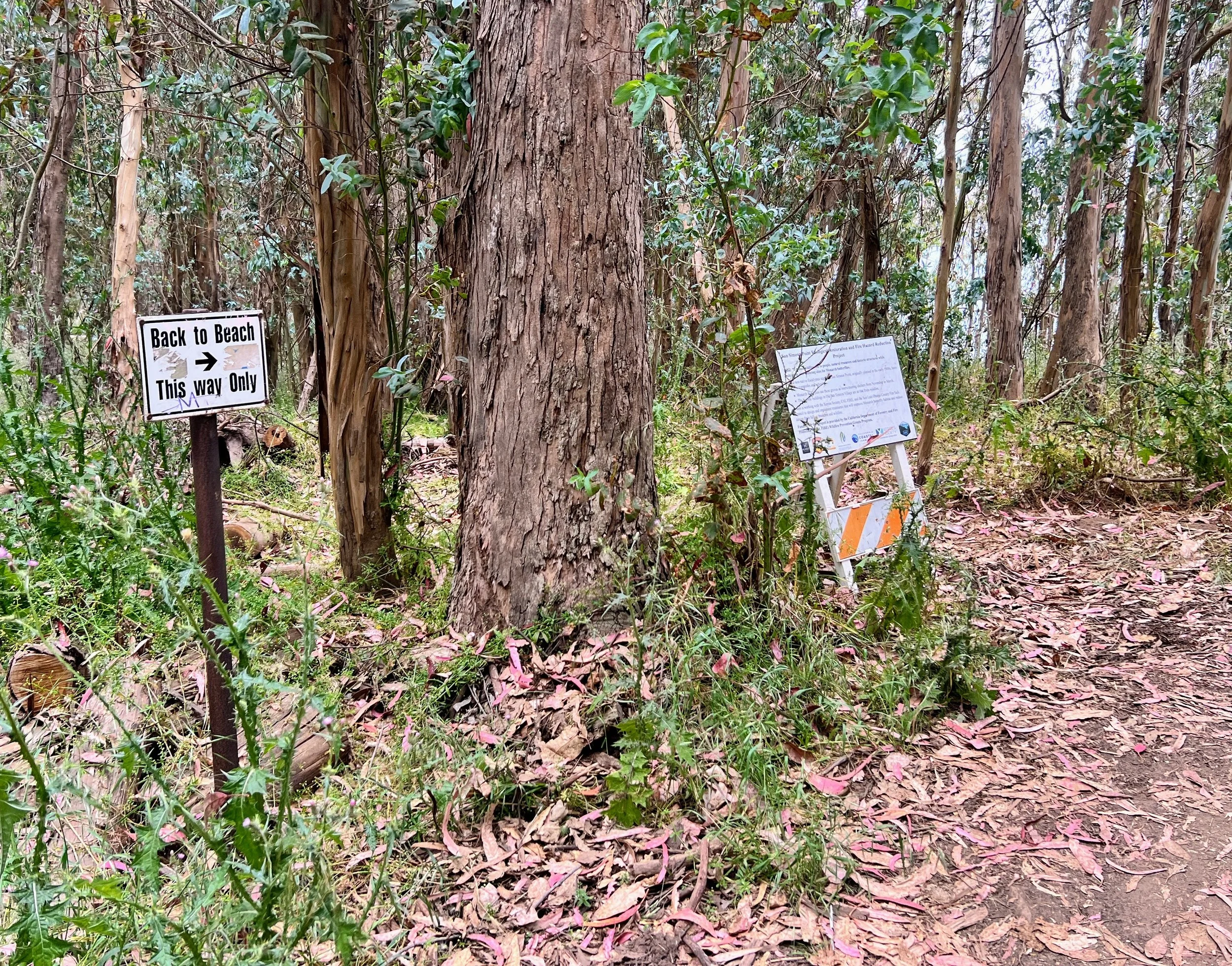 William Randolph Hearst Memorial Beach