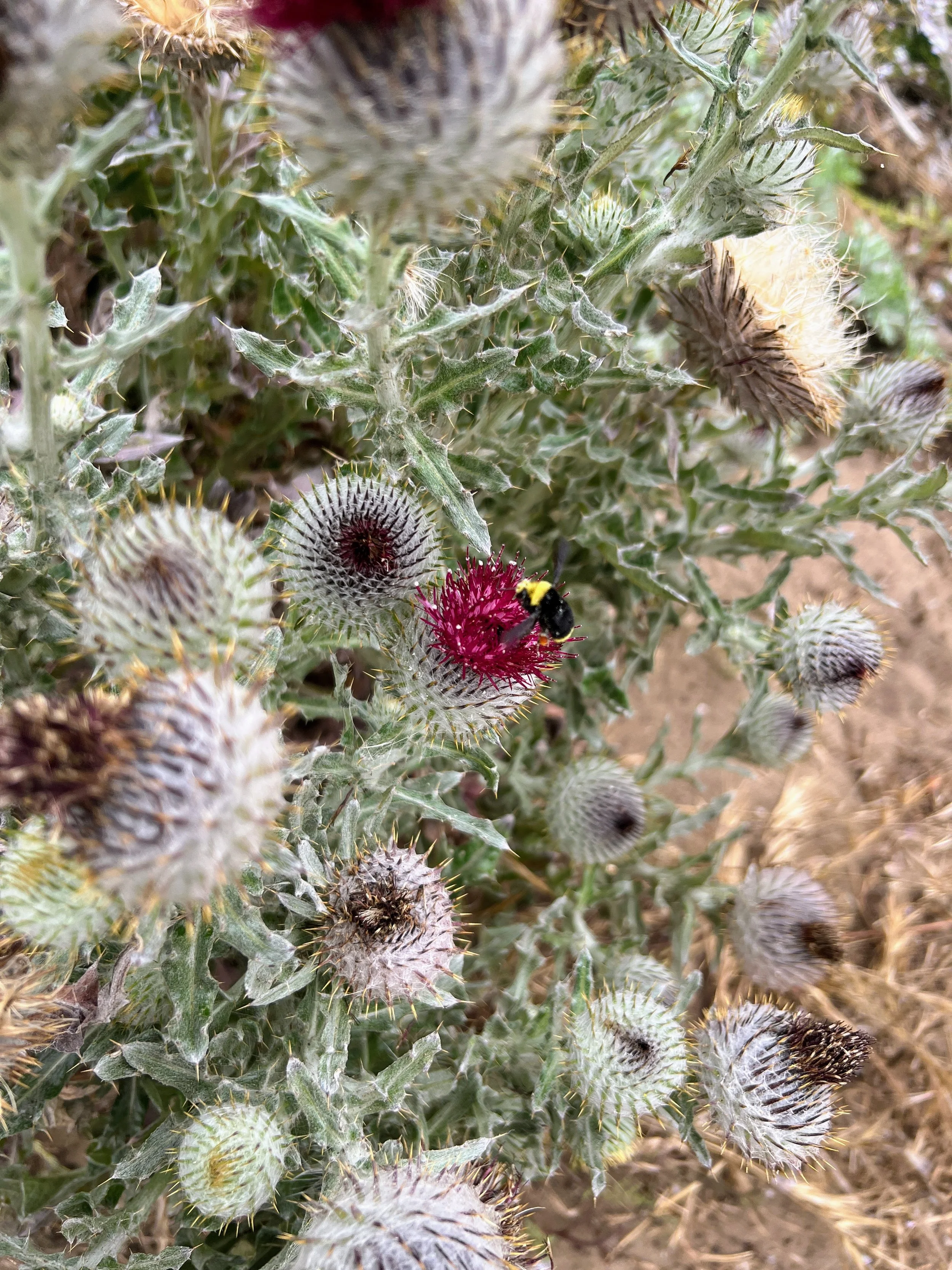 San Simeon Point Trail