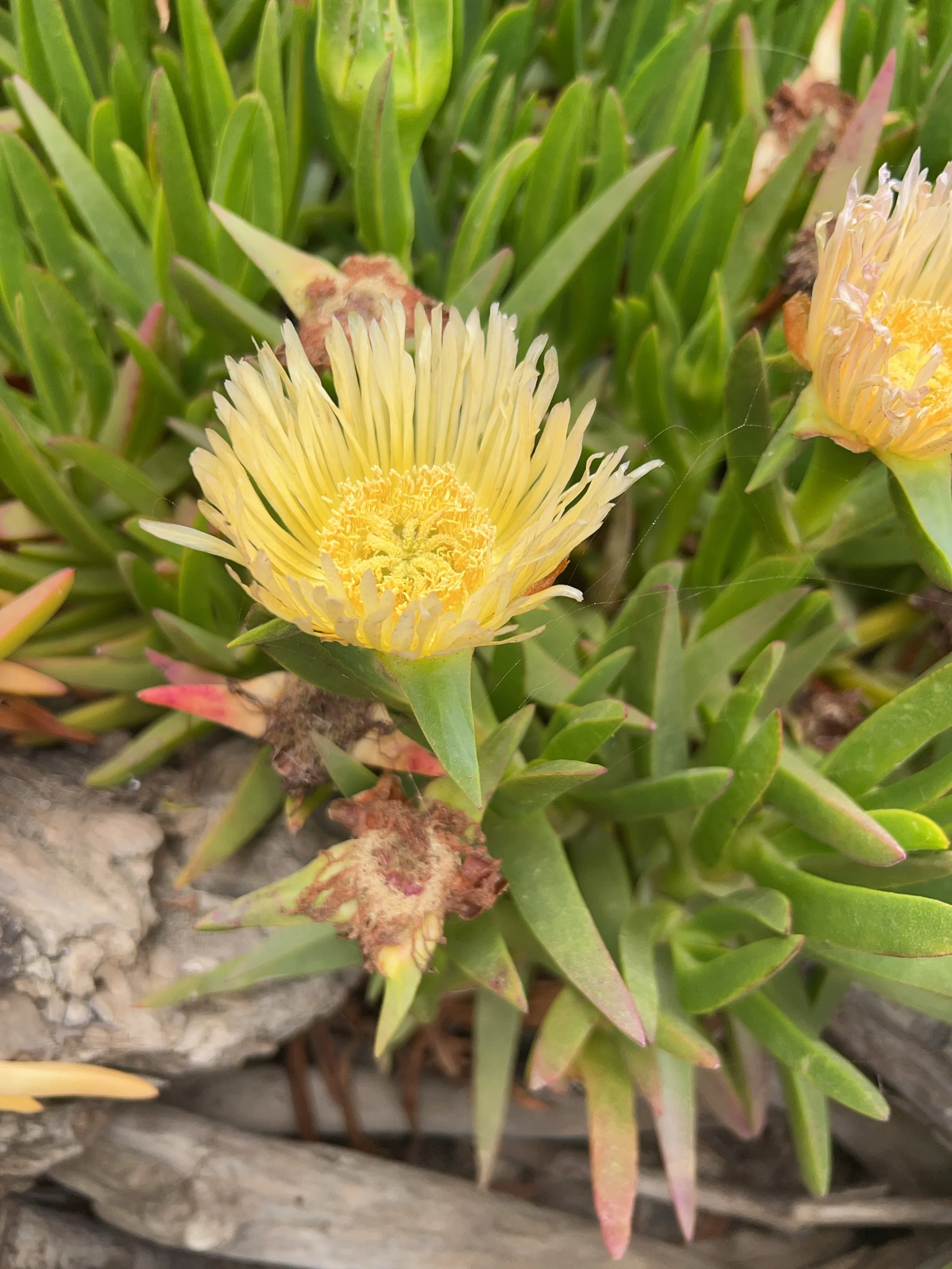 San Simeon Point Trail