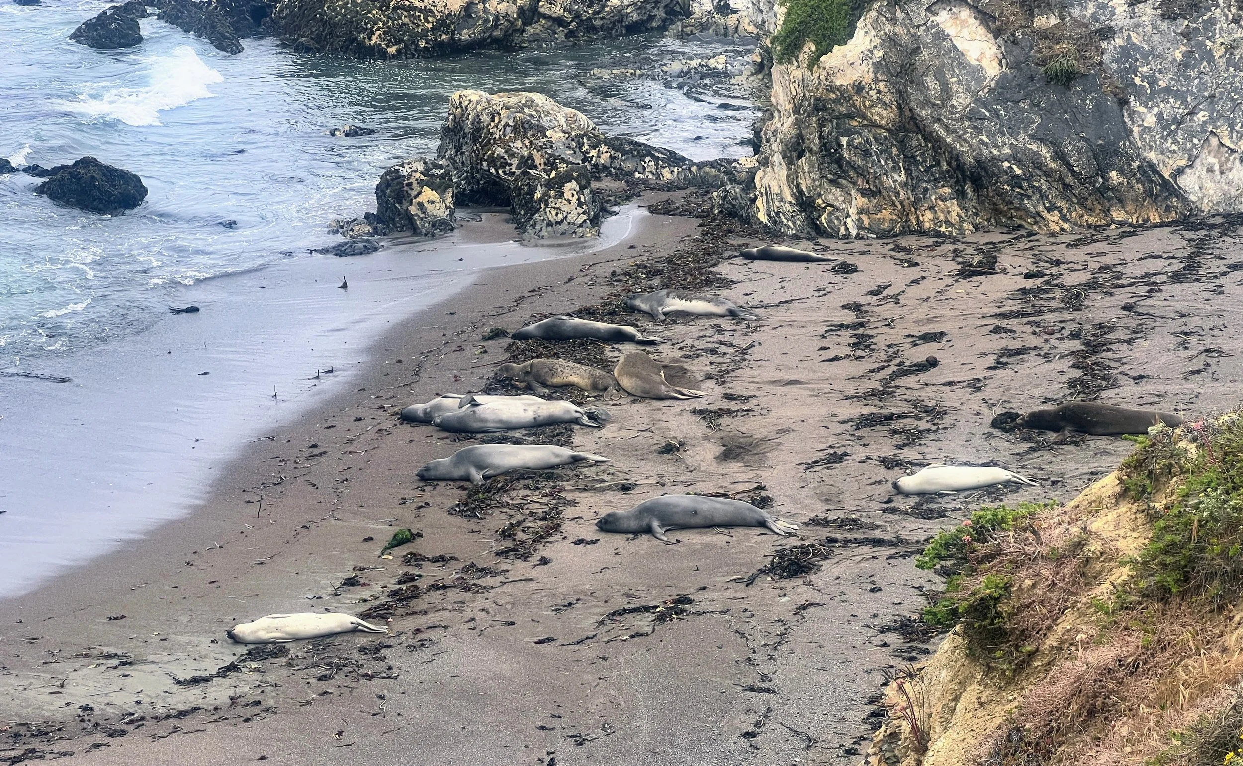Elephant Seals