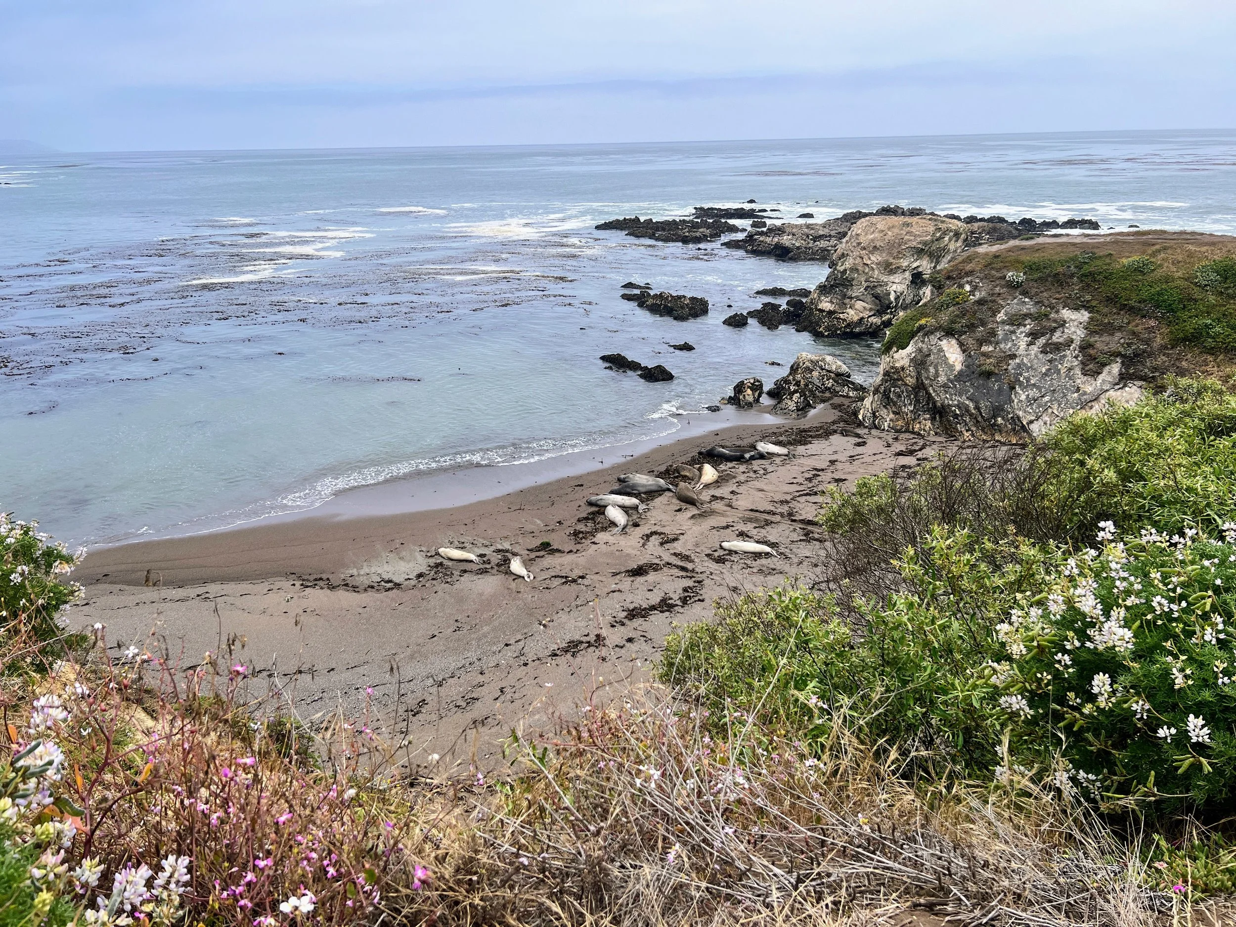Elephant Seals