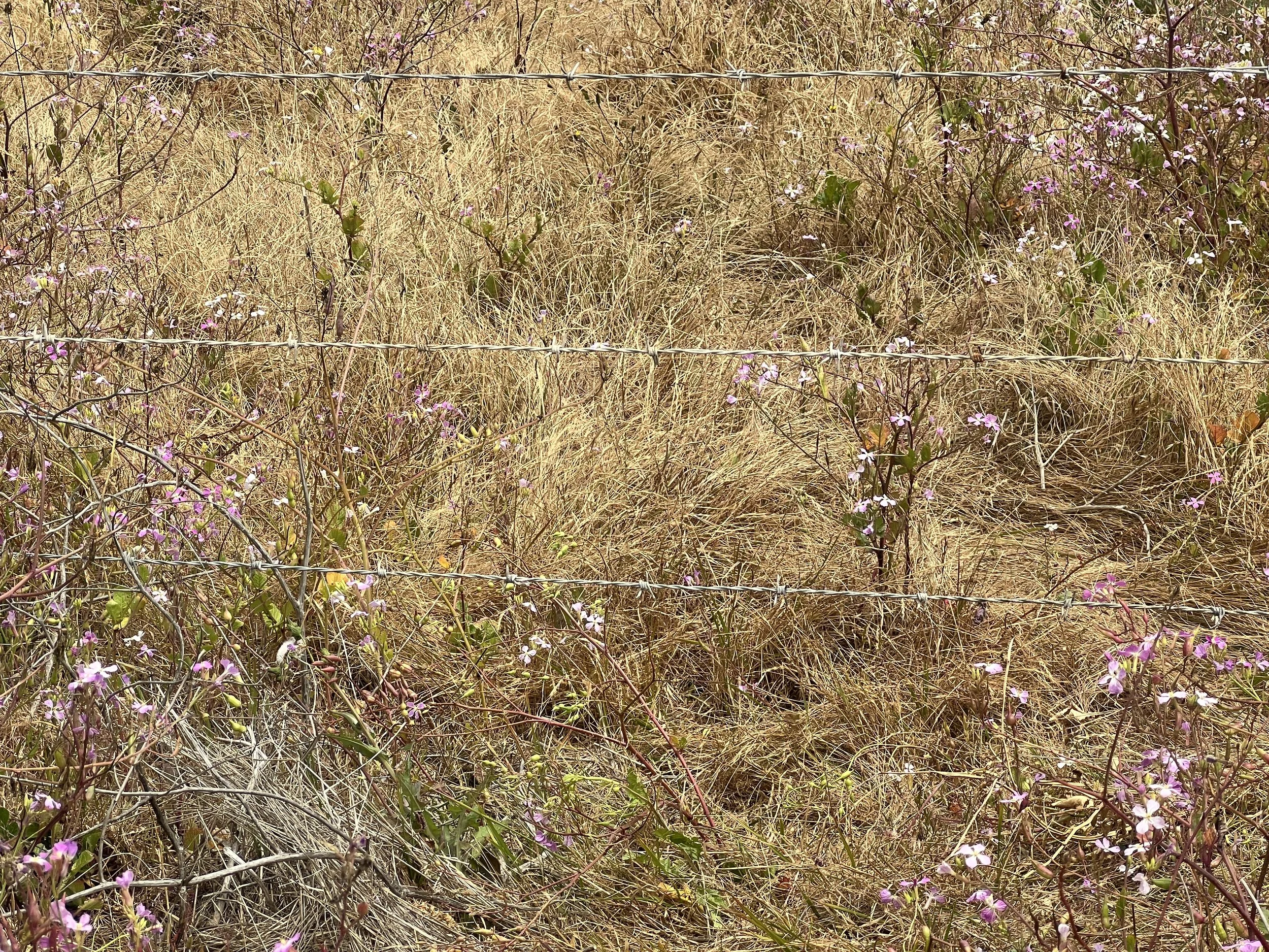Coastal Barbed Wire