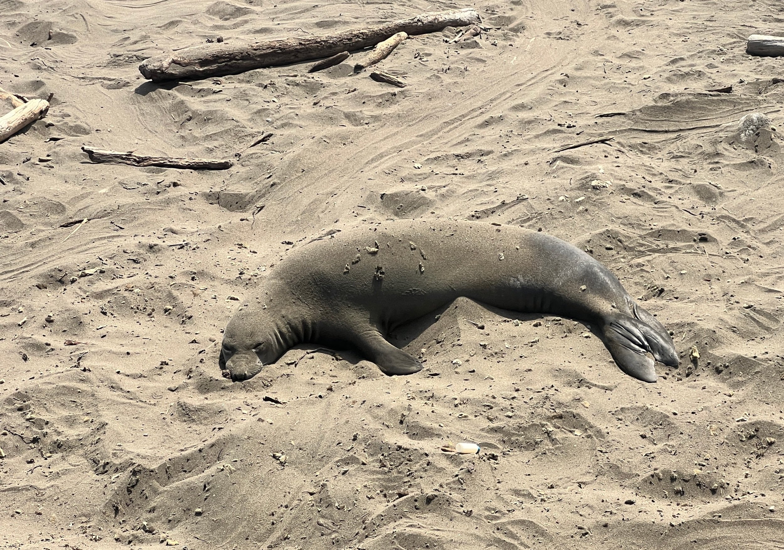 Condor Trail Part 4: Morro Bay to Ragged Point