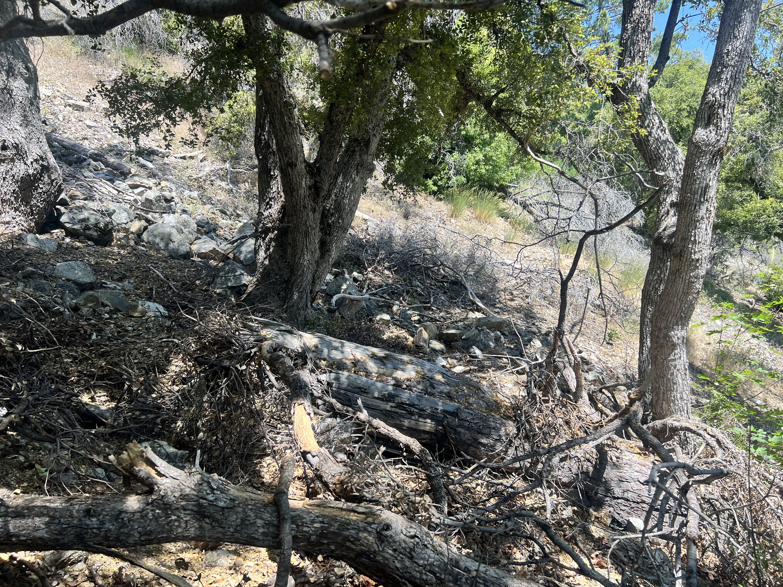 North Coast Ridge Trail 