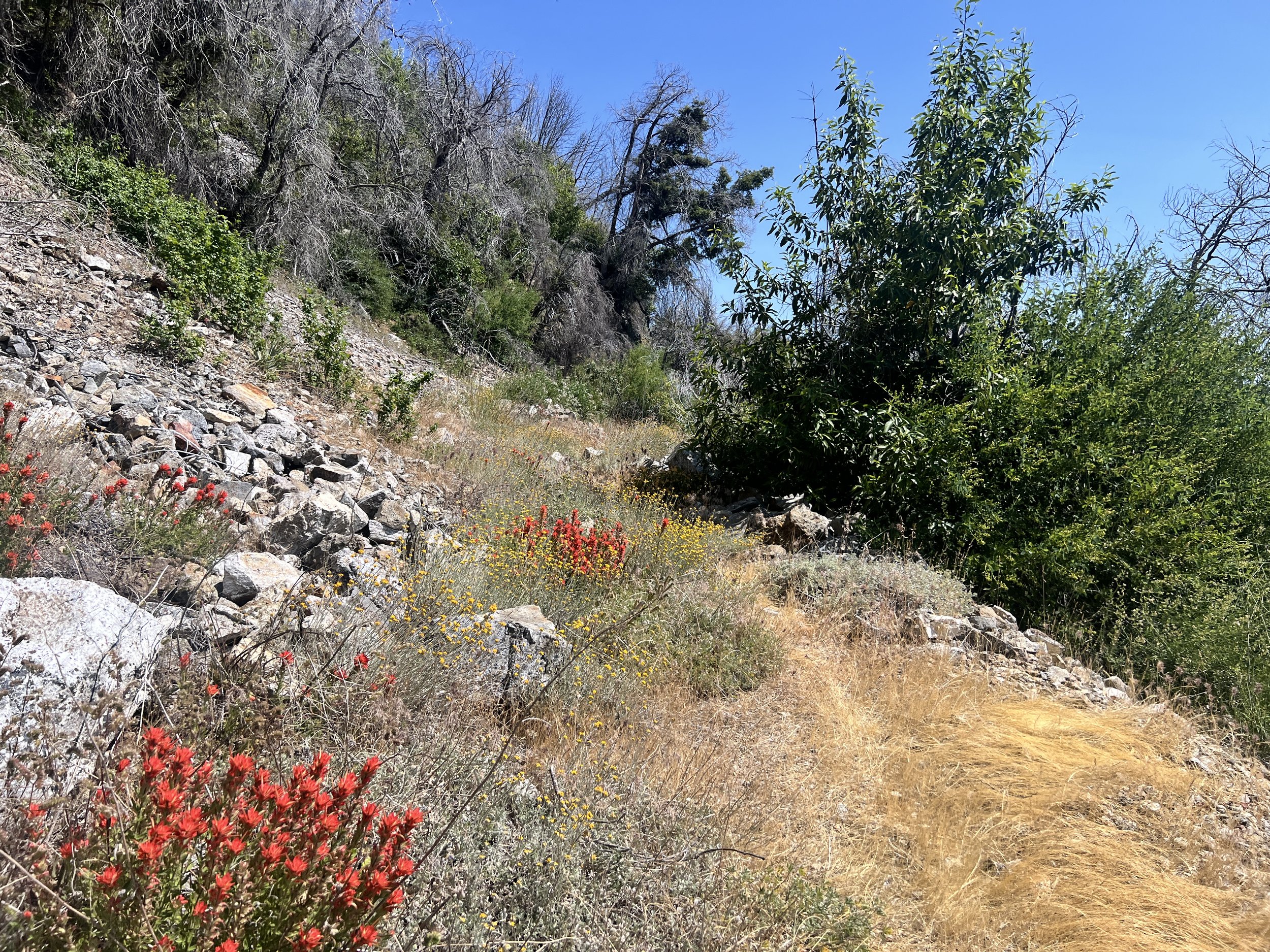 North Coast Ridge Trail 