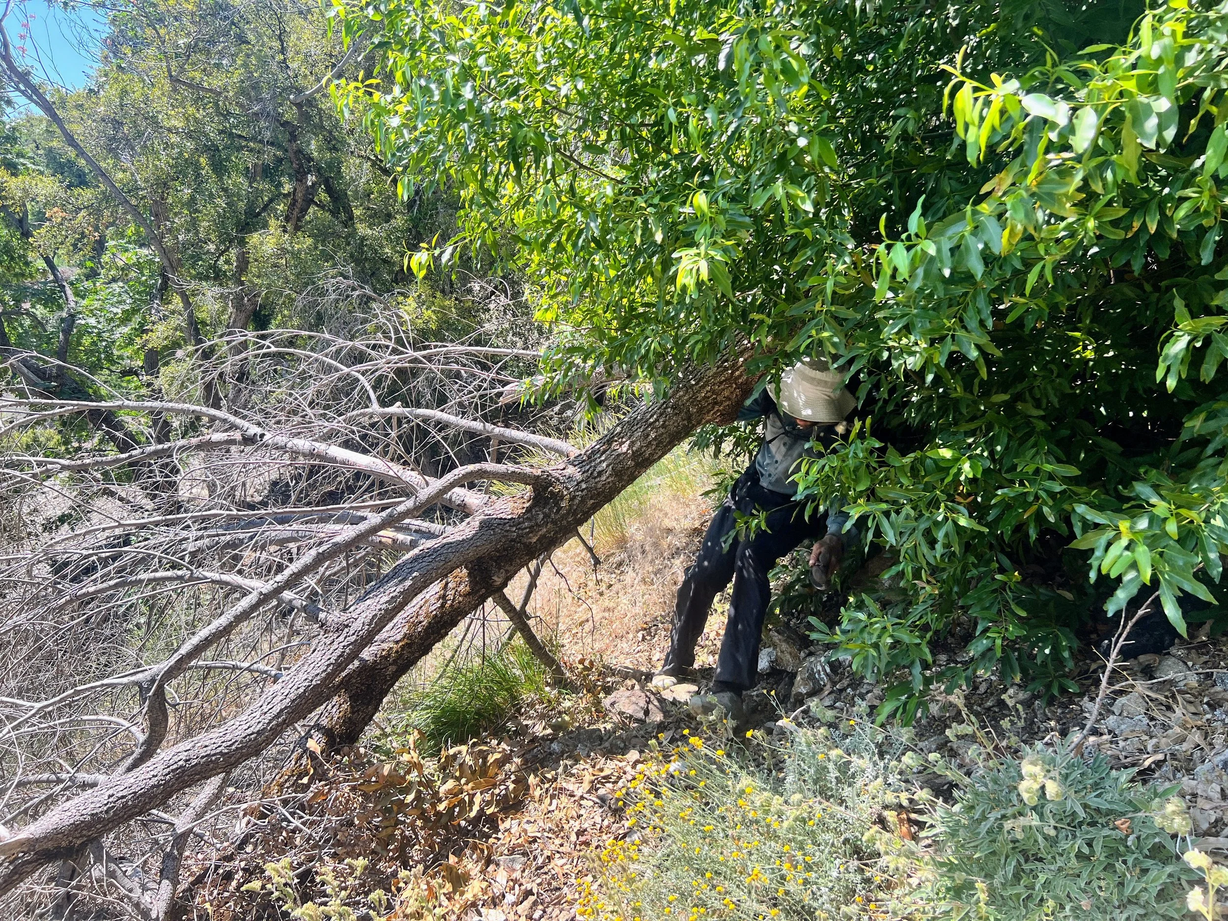 North Coast Ridge Trail 