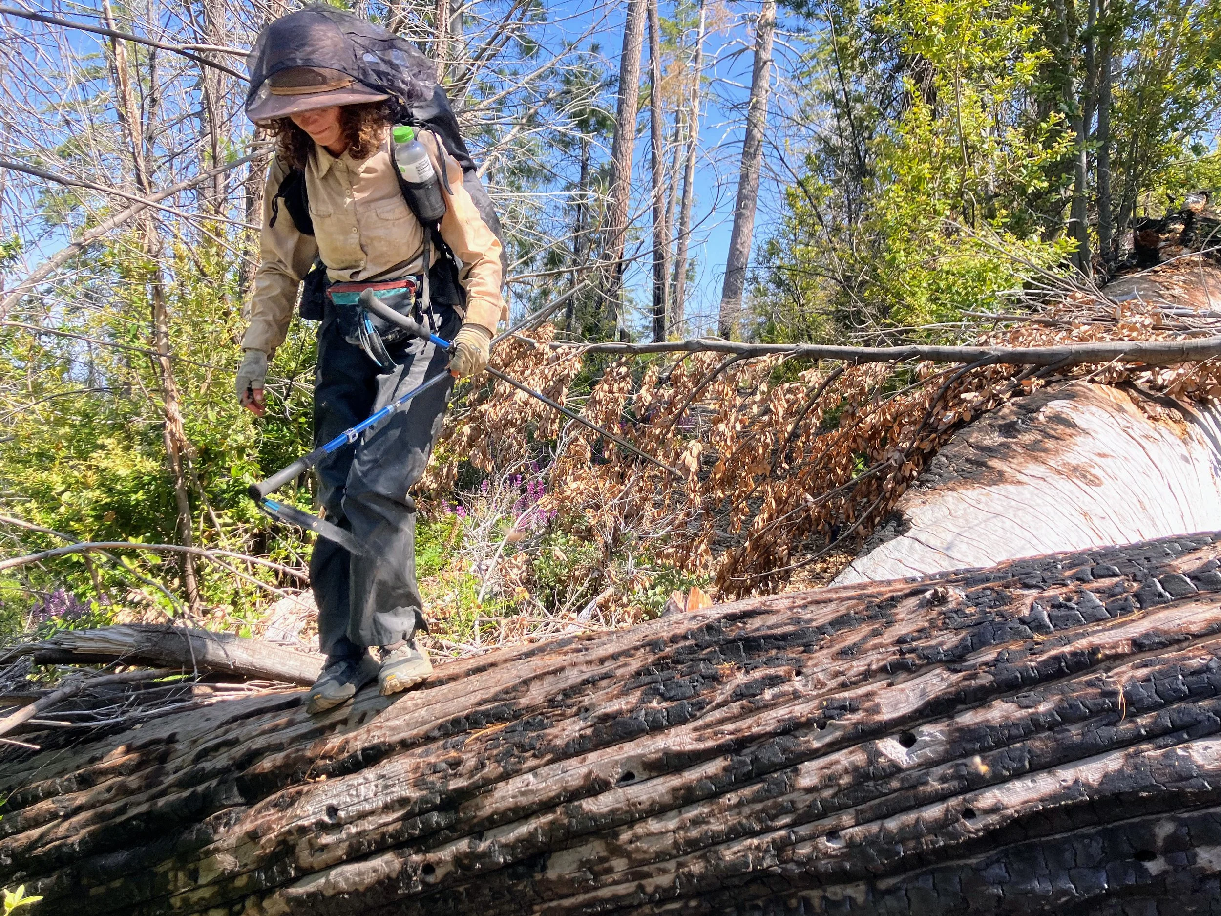 Cook Spring Connector