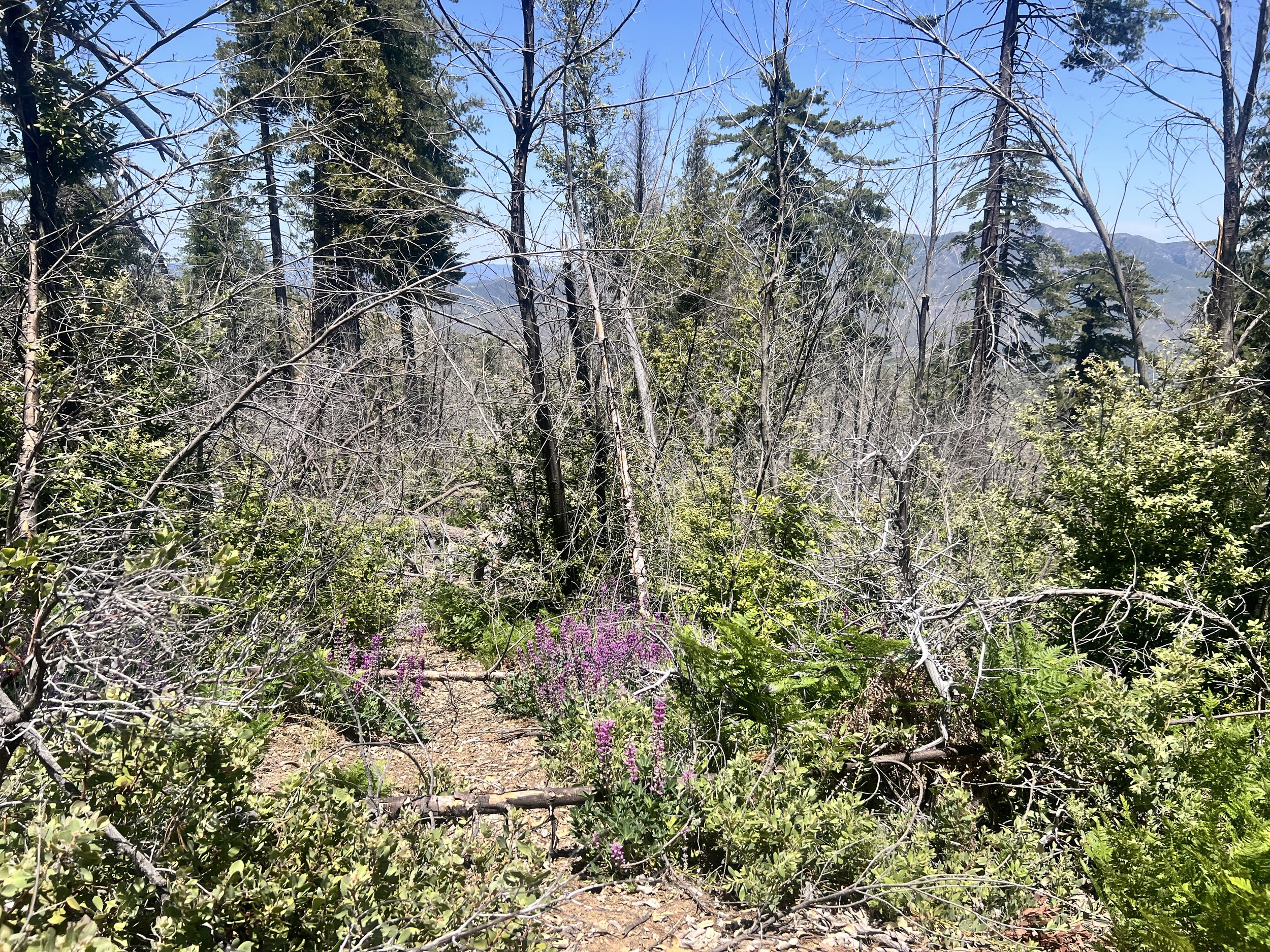 Cook Spring Connector