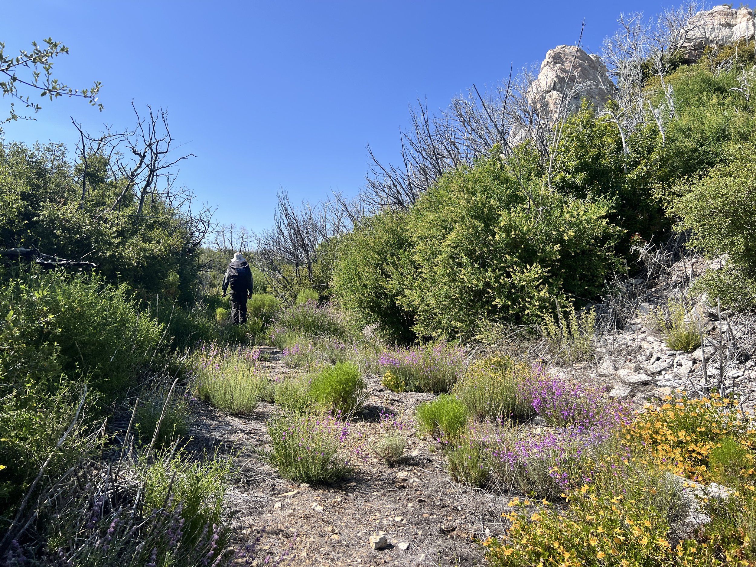 North Coast Ridge Trail