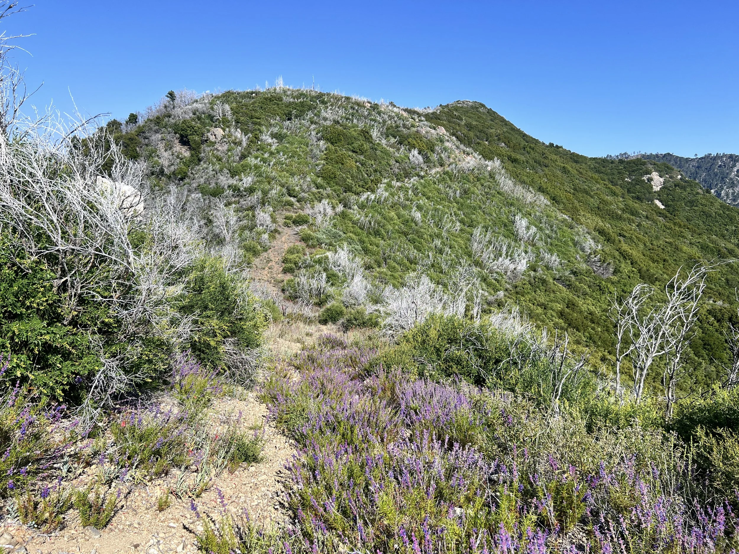 North Coast Ridge Trail