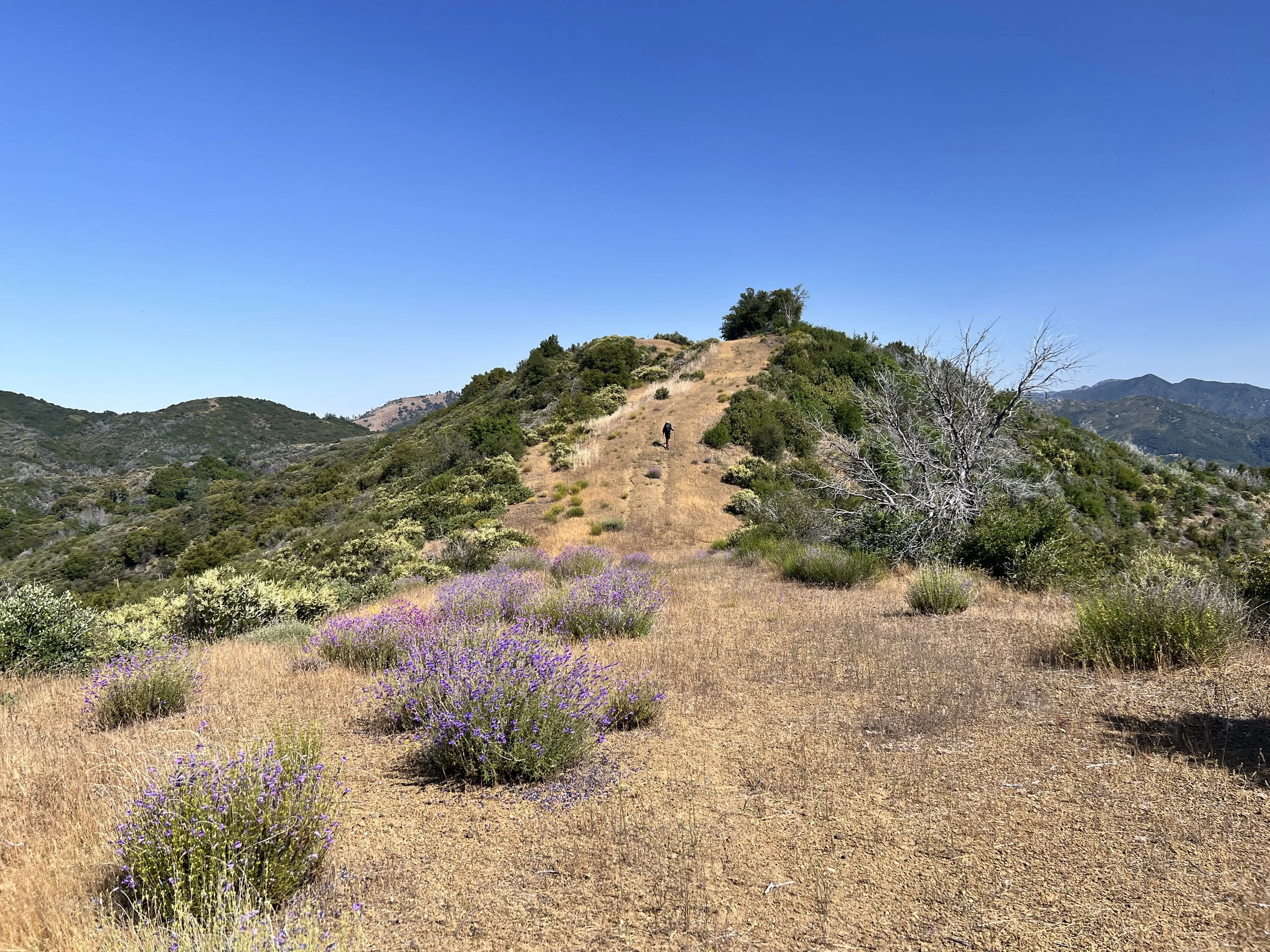 North Coast Ridge Trail