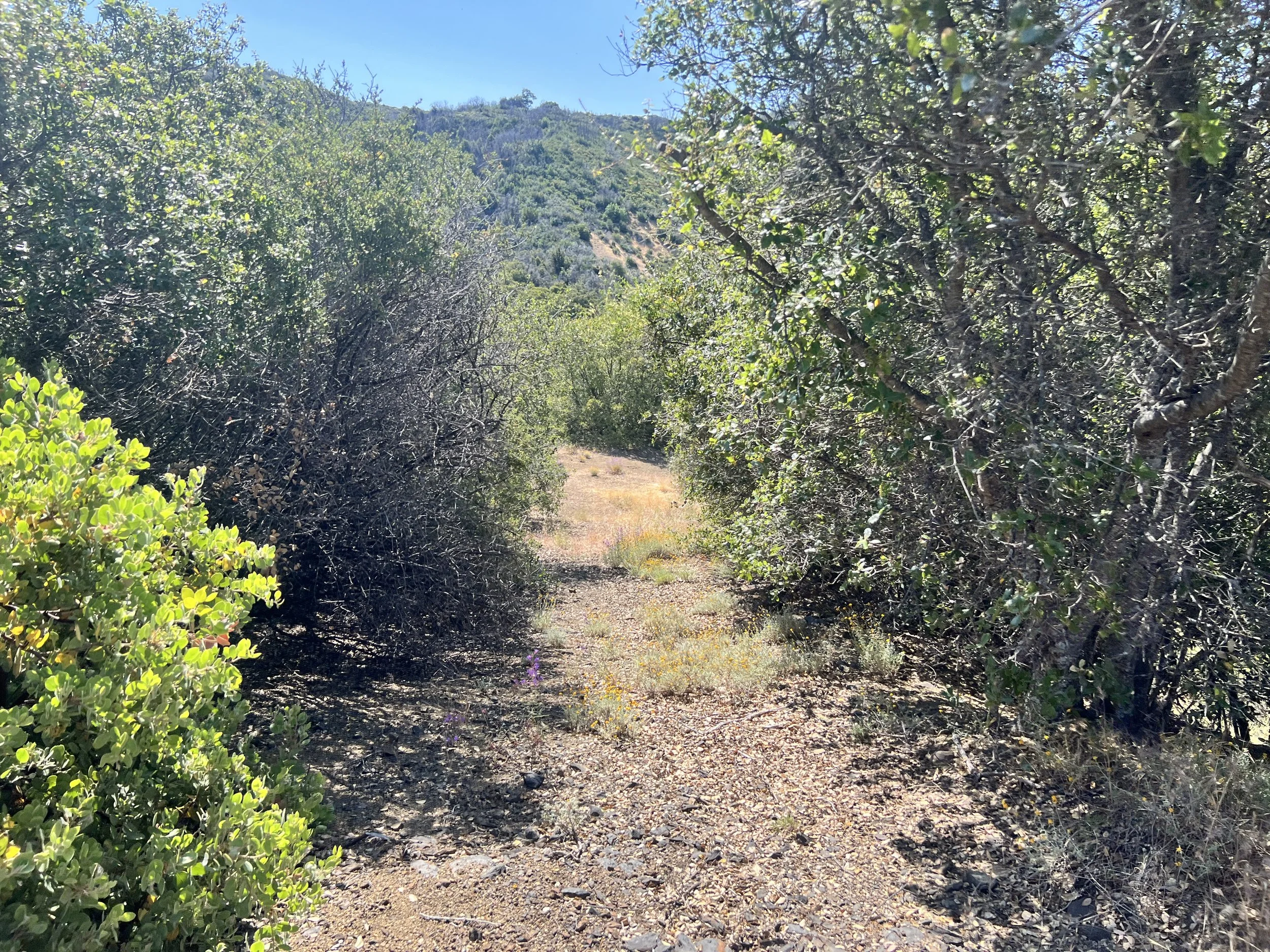 Bee Camp Trail
