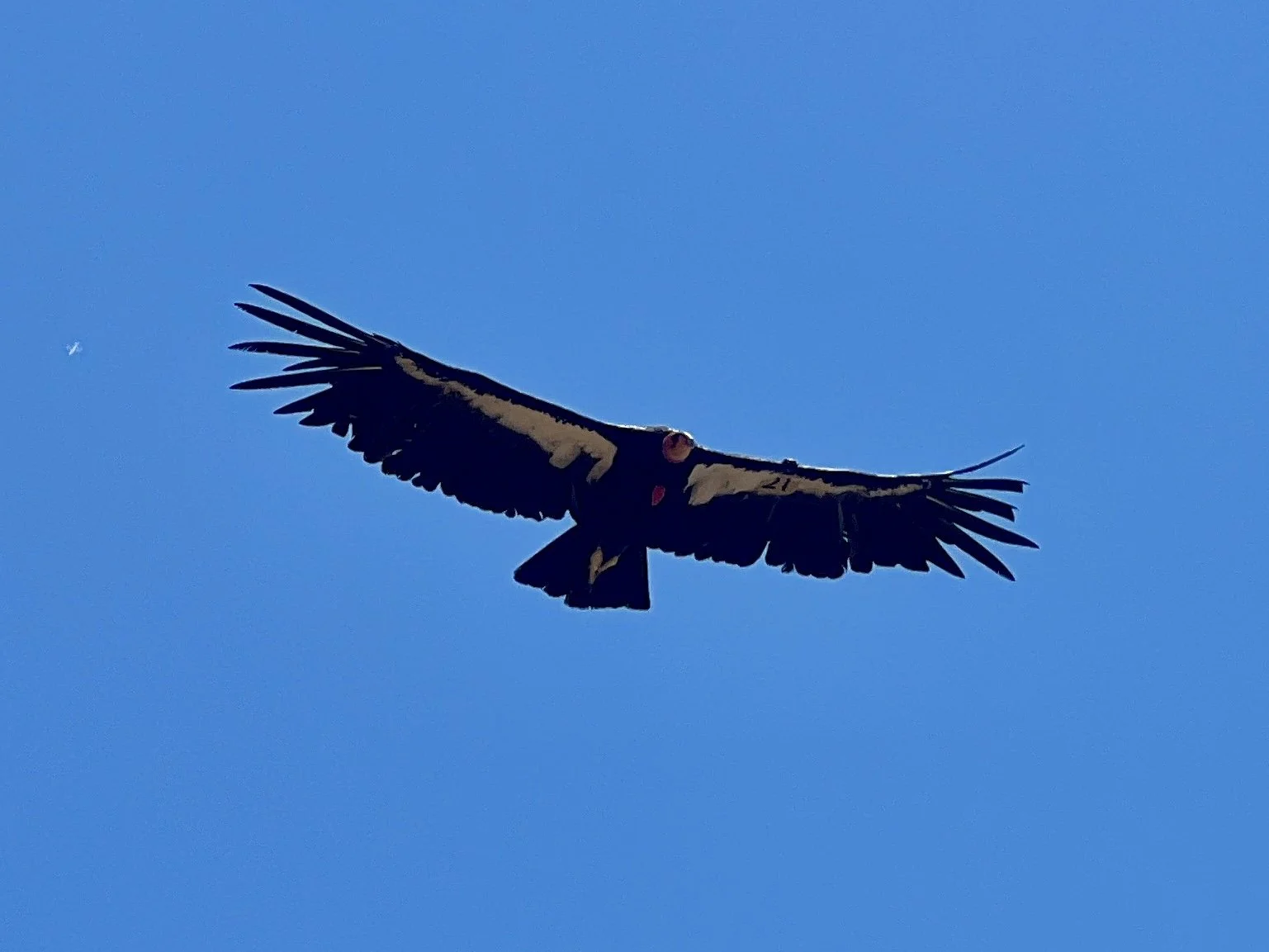 Condor!