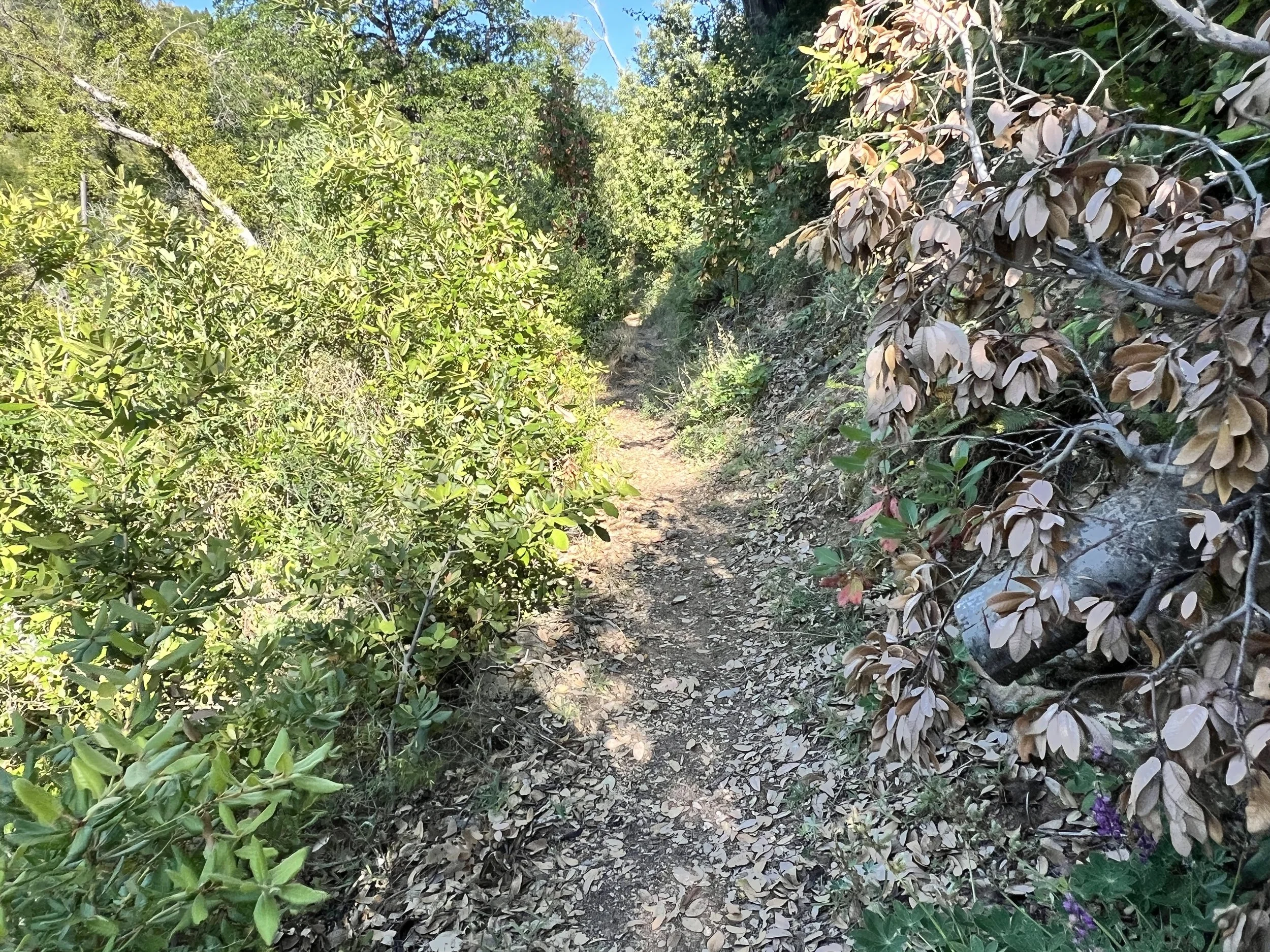 Big Sur Trail