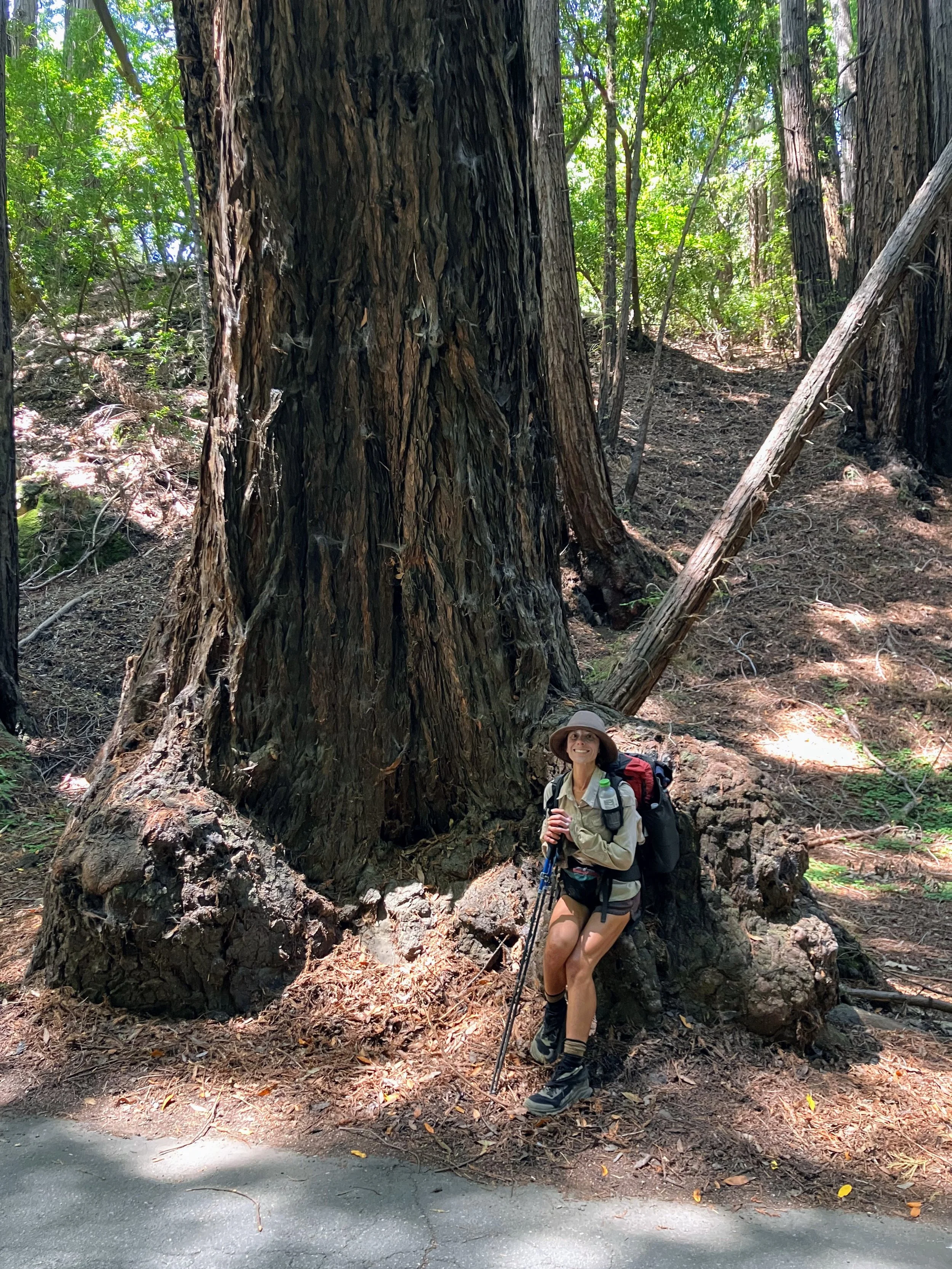 Pfeiffer Big Sur Road