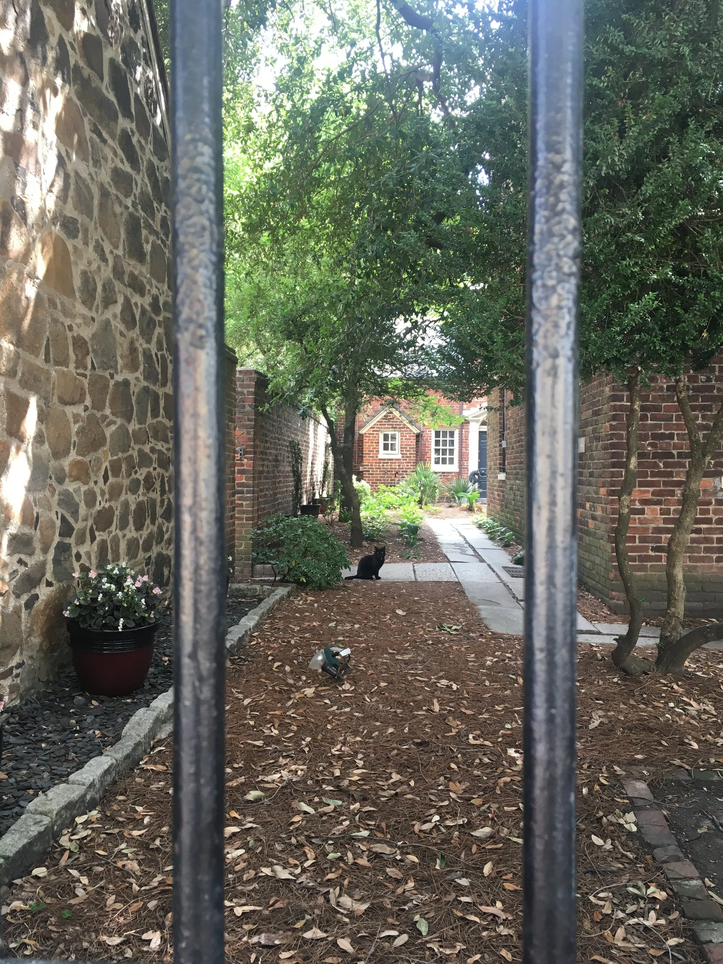 One of the black cats in the backyard of the Poe Museum in Richmond.