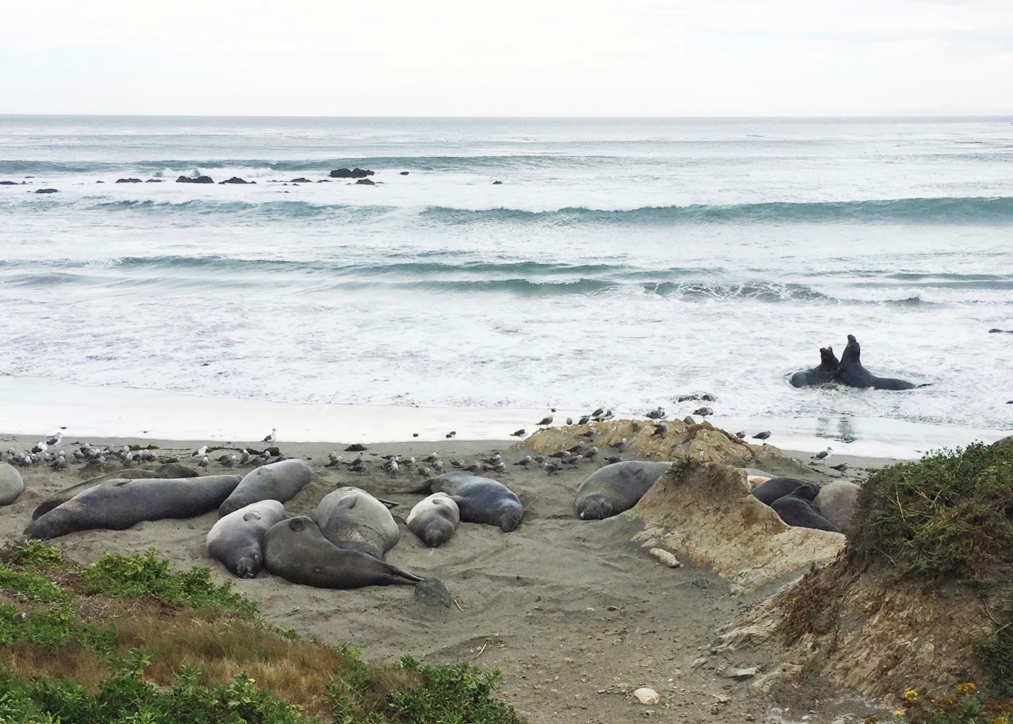 Elephant Seals.jpg