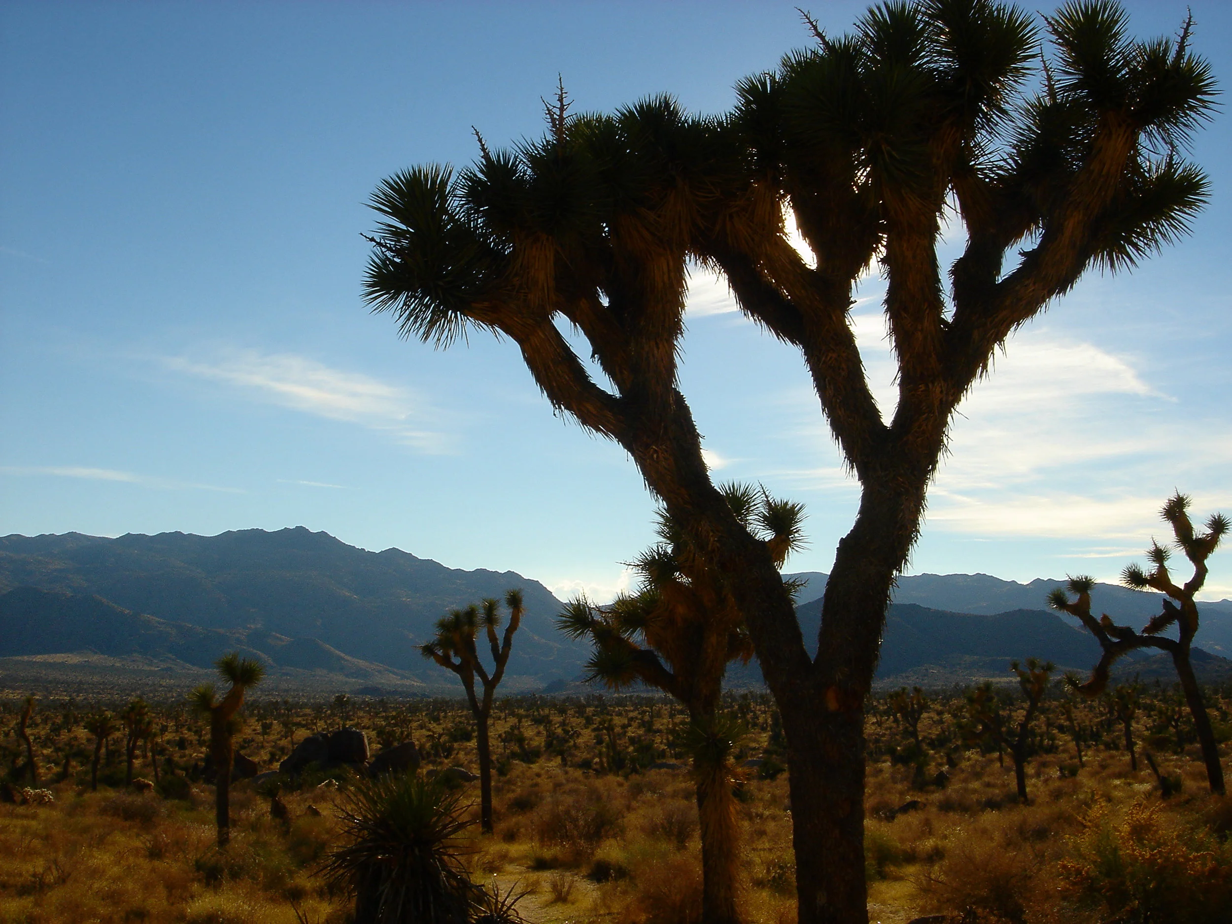 Joshua Tree.JPG