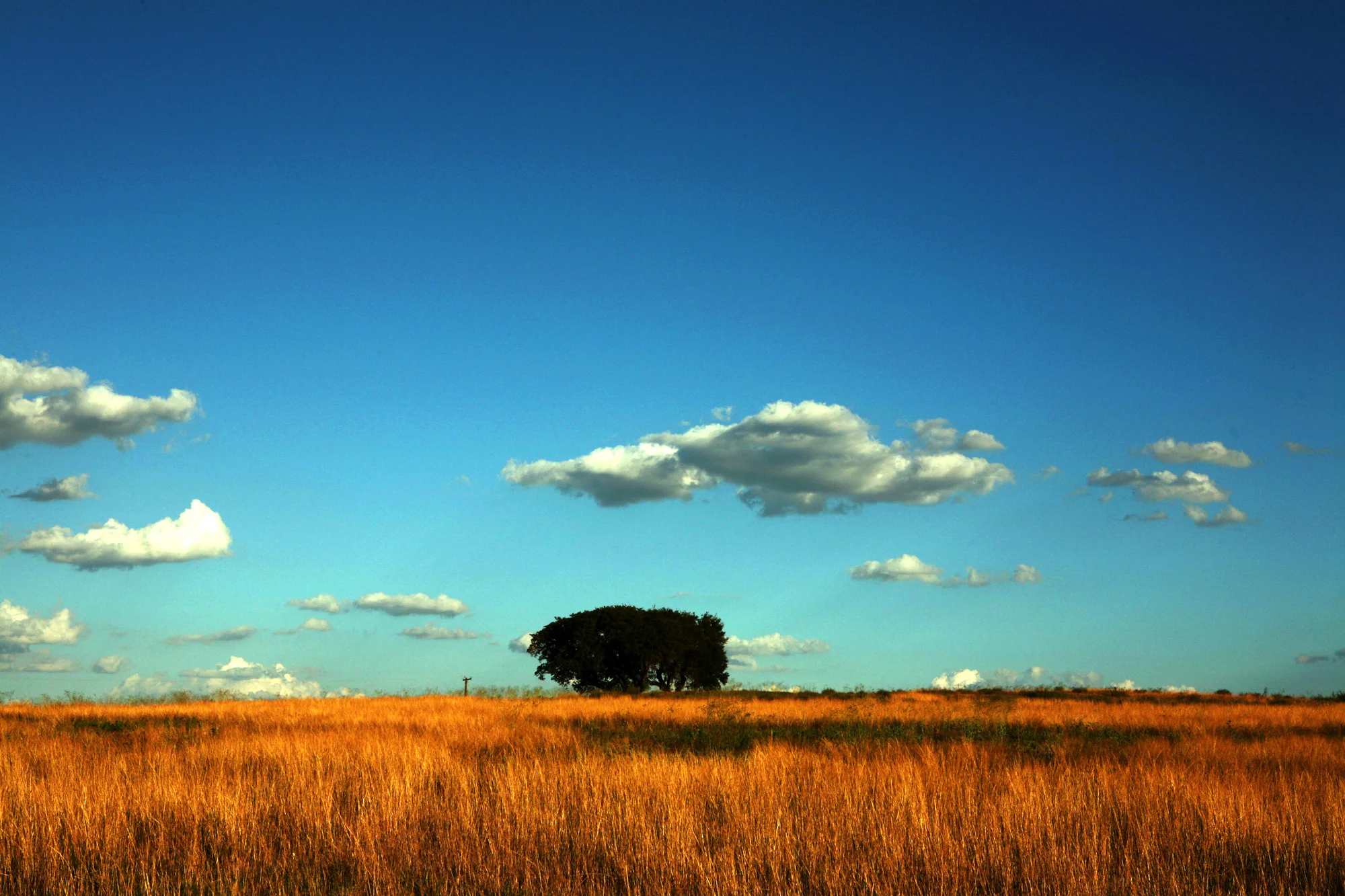 Grass-field-in-Texas.jpg