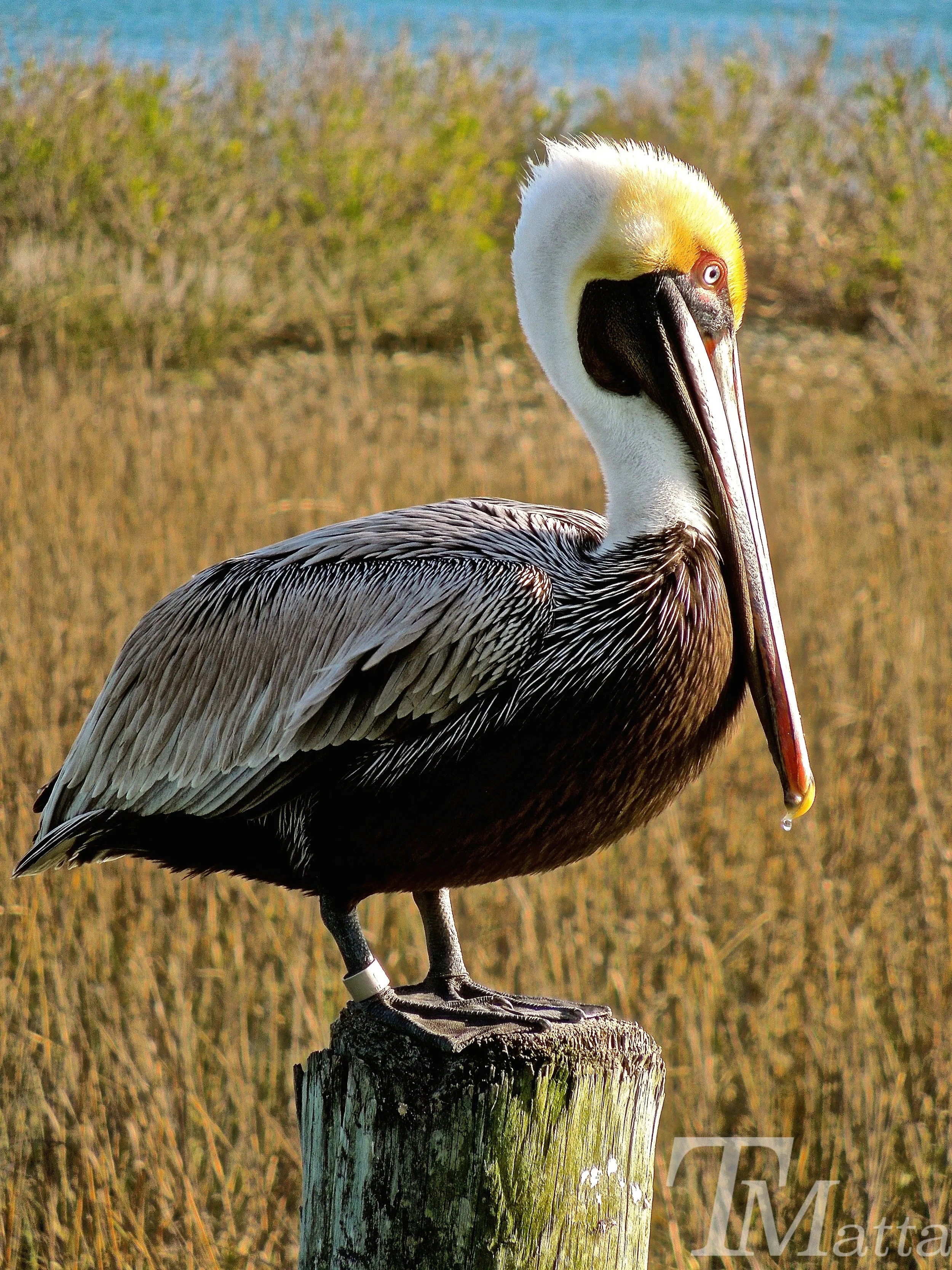 PelicanFinal WM.jpg