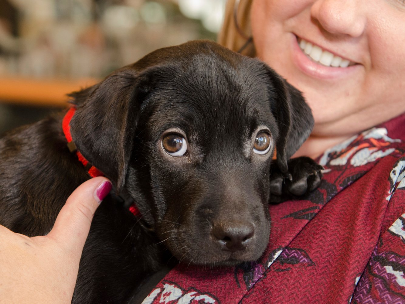 A dog in the office is definitely good for the atmosphere, said Marie-José Enders, who studies animal-human relationships at the Open University. Douglas Barnes/AP Photo