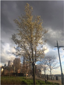 A tree I saw along West River, NYC