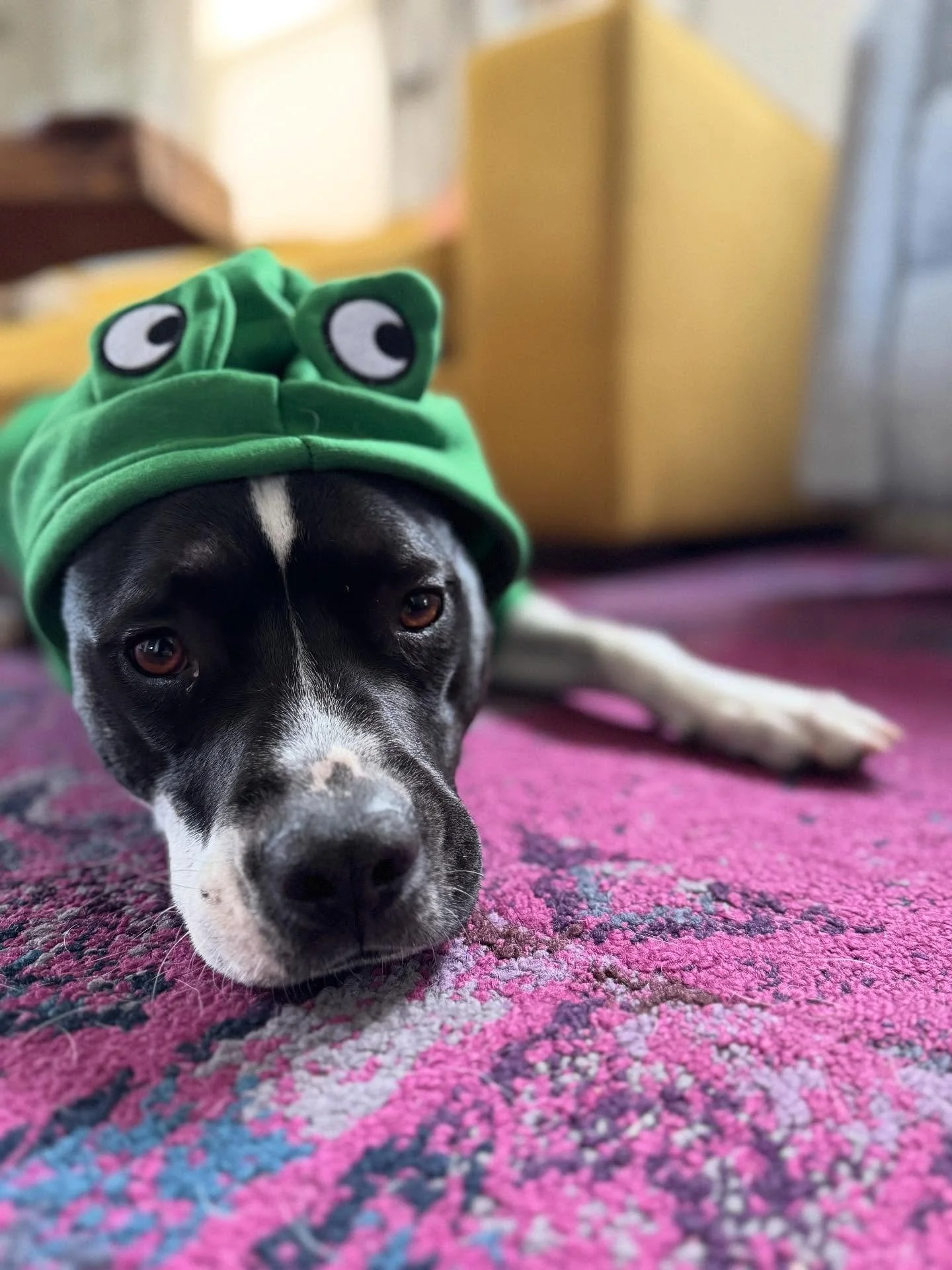 Happy Halloween from Hunter. 
Rescue dog turned frog 🐸🐶

#dogsofhalloween