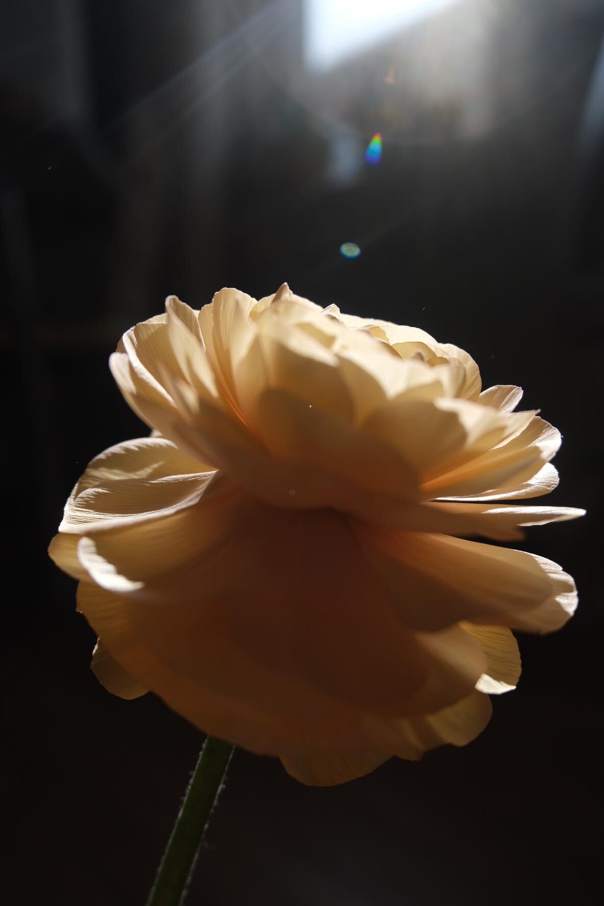 Isolation Flowers