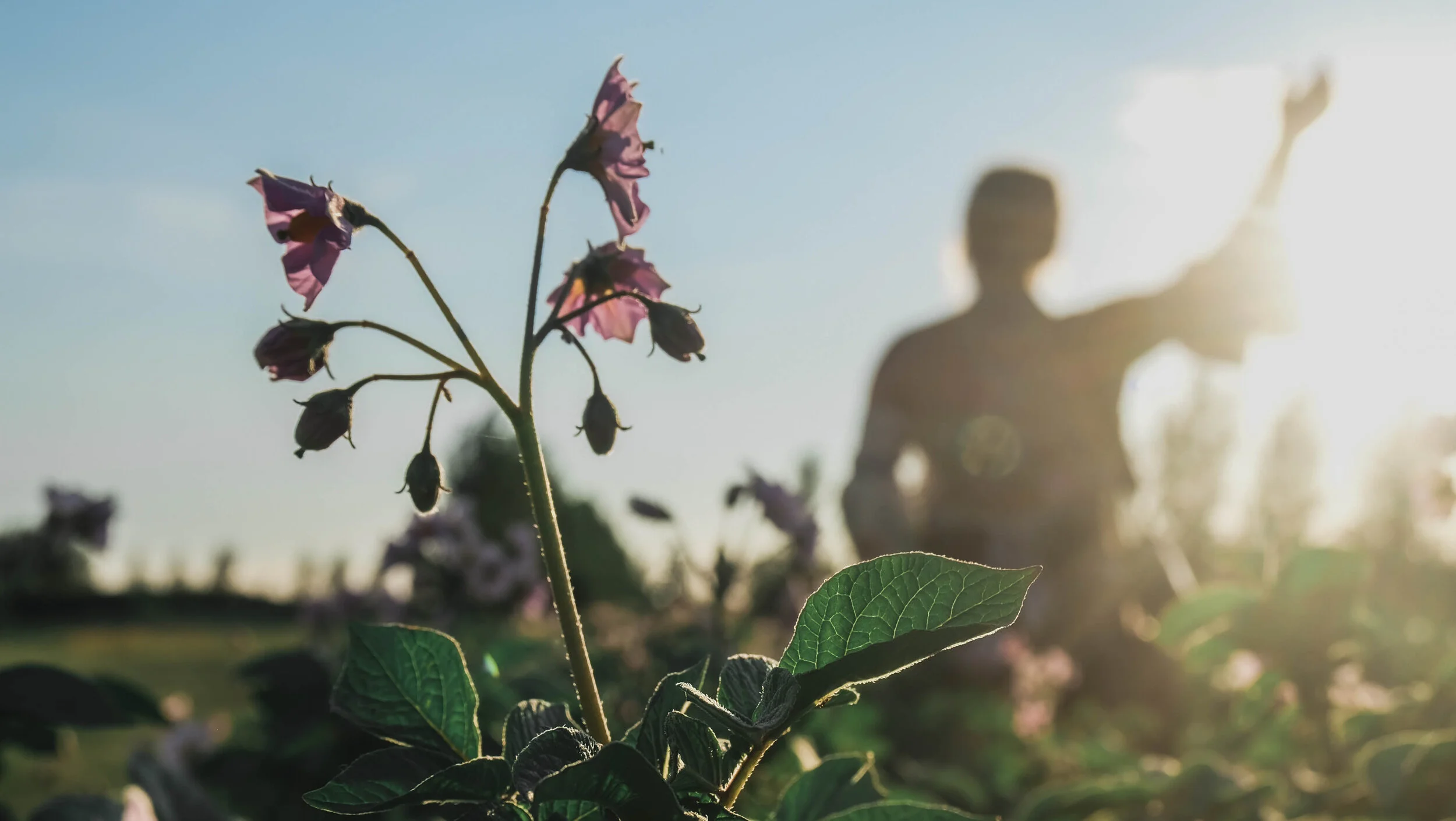 Black Fox Flower Picking