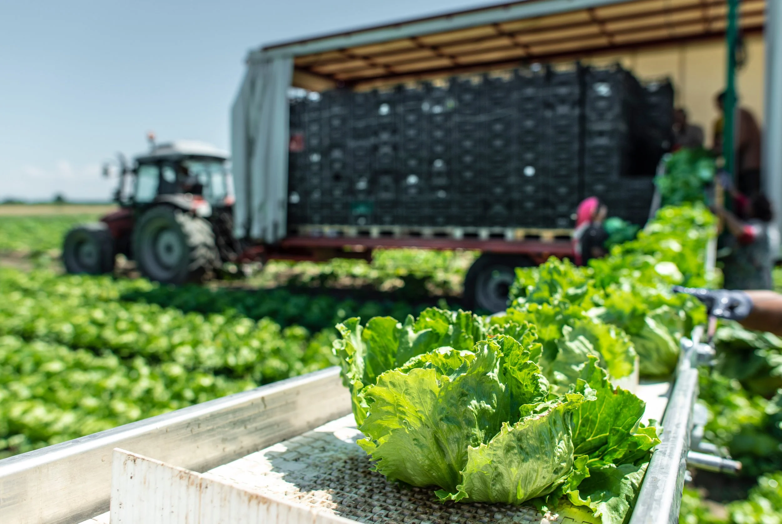 Lettuce is pulled from field on metal rack leading to a trailer in the middle of field.