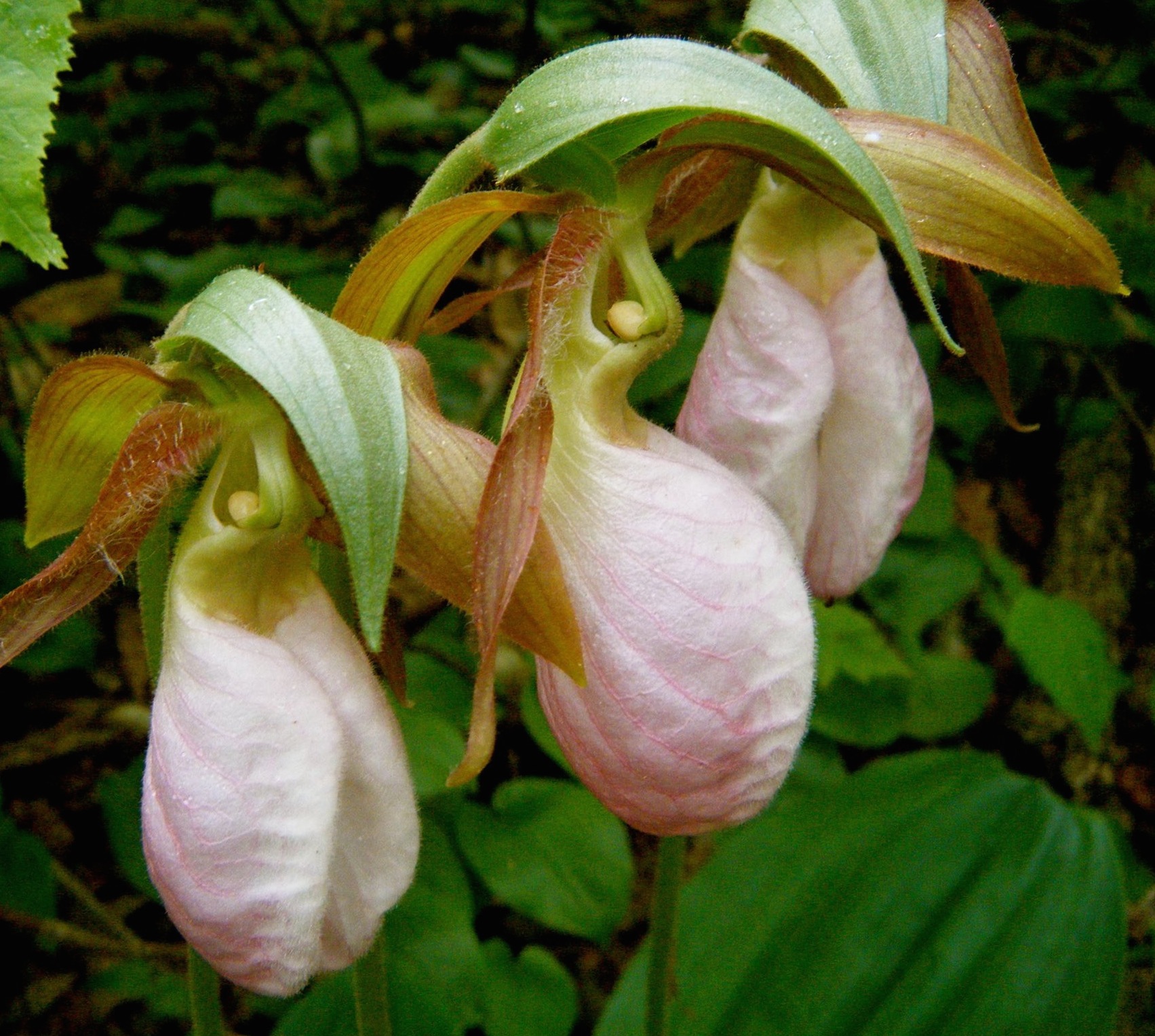 Things You May See During the trip you are likely to see many amazing things including lady slippers (pictured above), trillium, fiddlehead ferns, lush moss, Labrador tea, wild blueberries, wild apple trees, ospreys, moose, beavers, bald eagles, otters, loons, deer, chipmunks, drift wood, 19th century logging artifacts, and so much more.