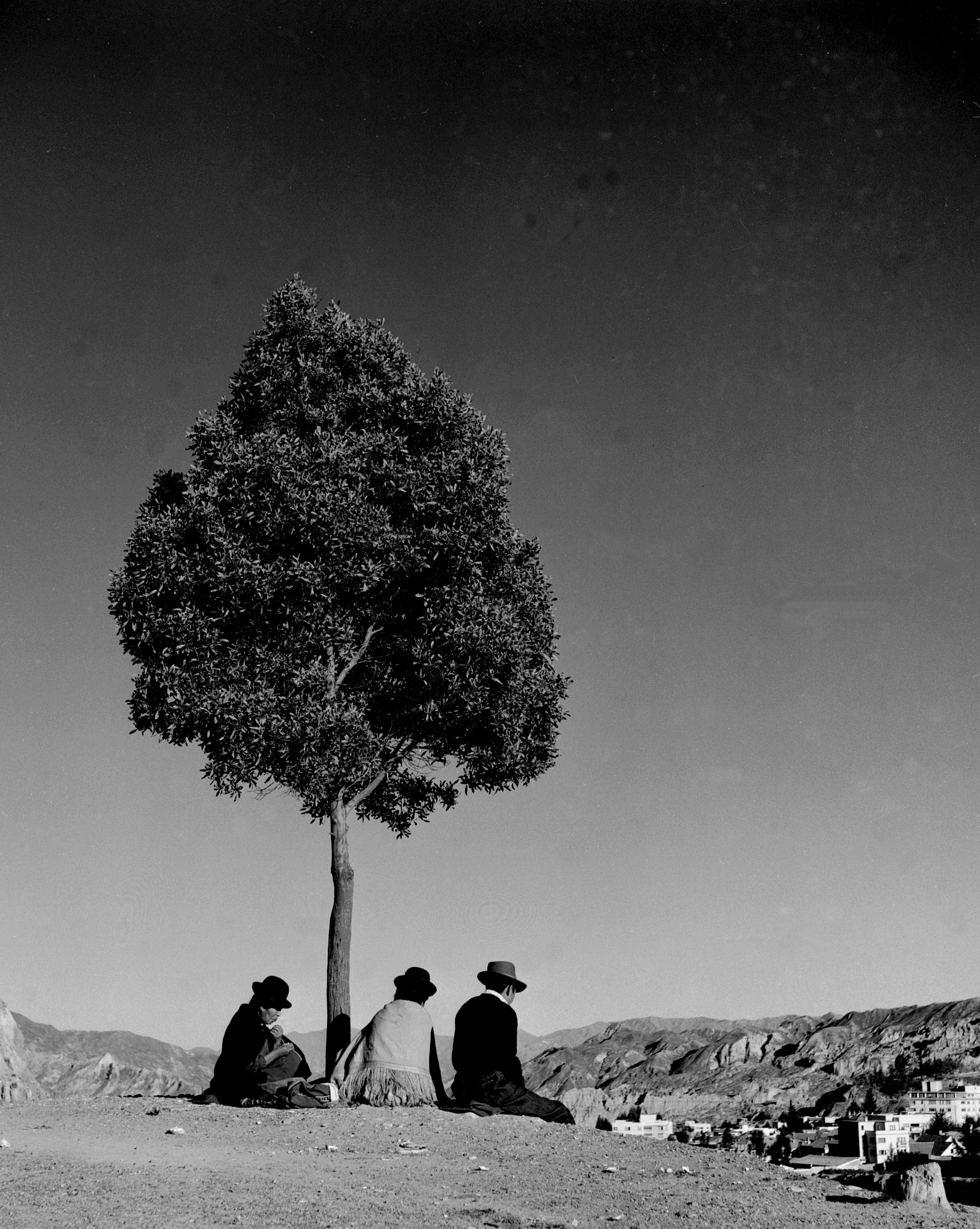 Bolivia 61 47a tree.jpg