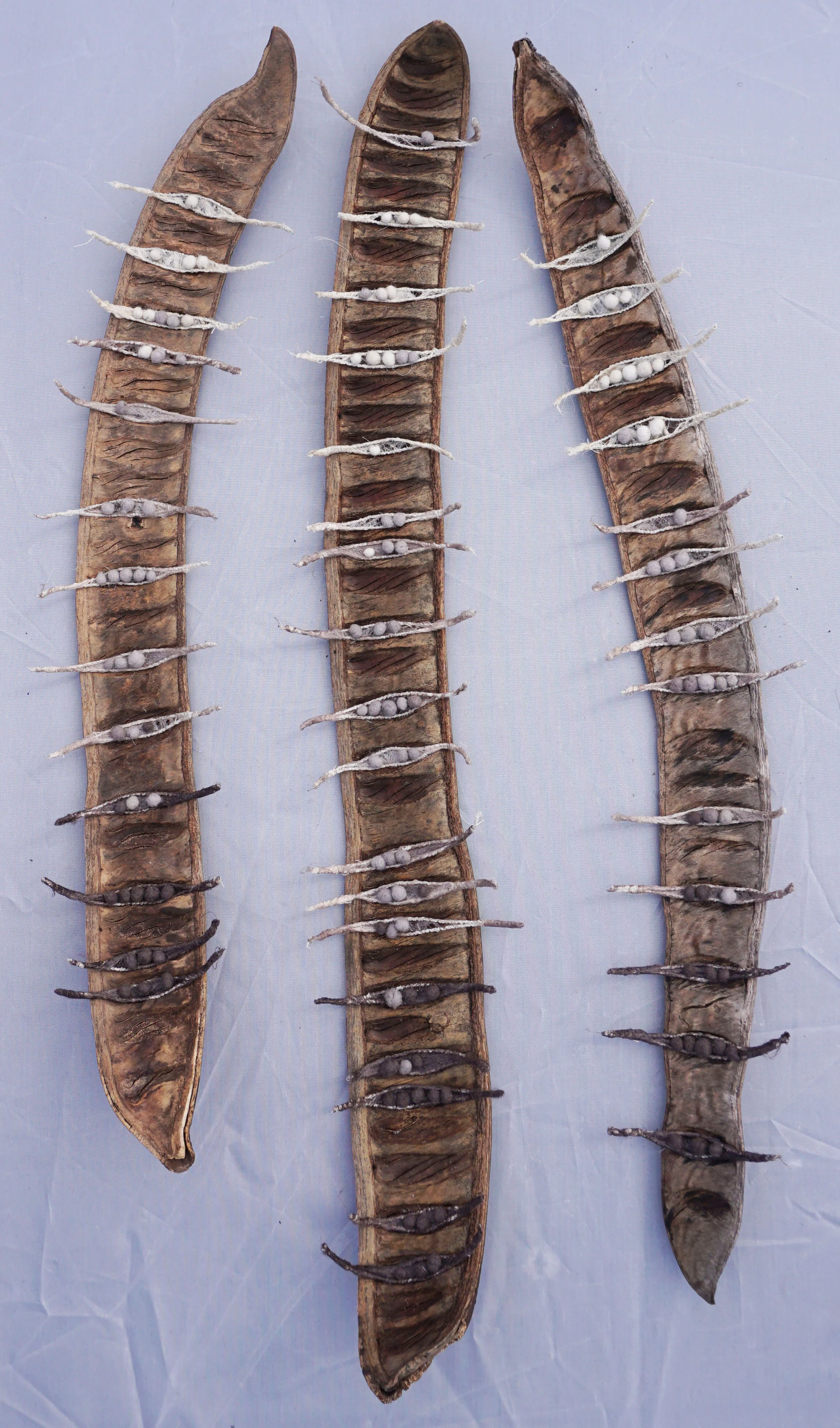 Cambodian Seed Pods by Trudie Kram