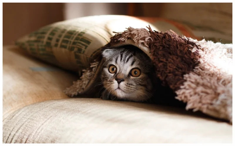 And a bonus kitten. Just for extra softs.
