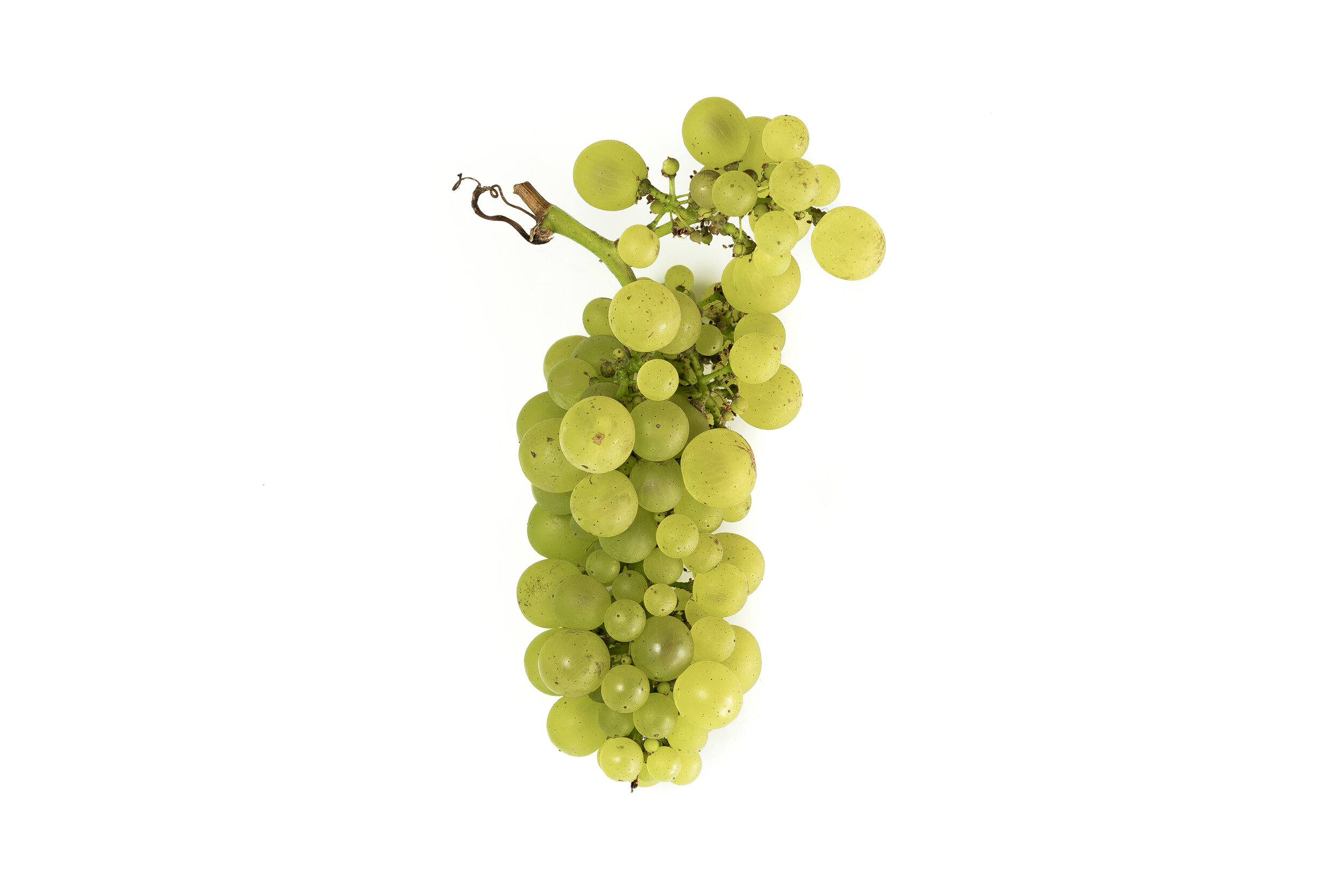 GrapeMorphologyWeb.jpg