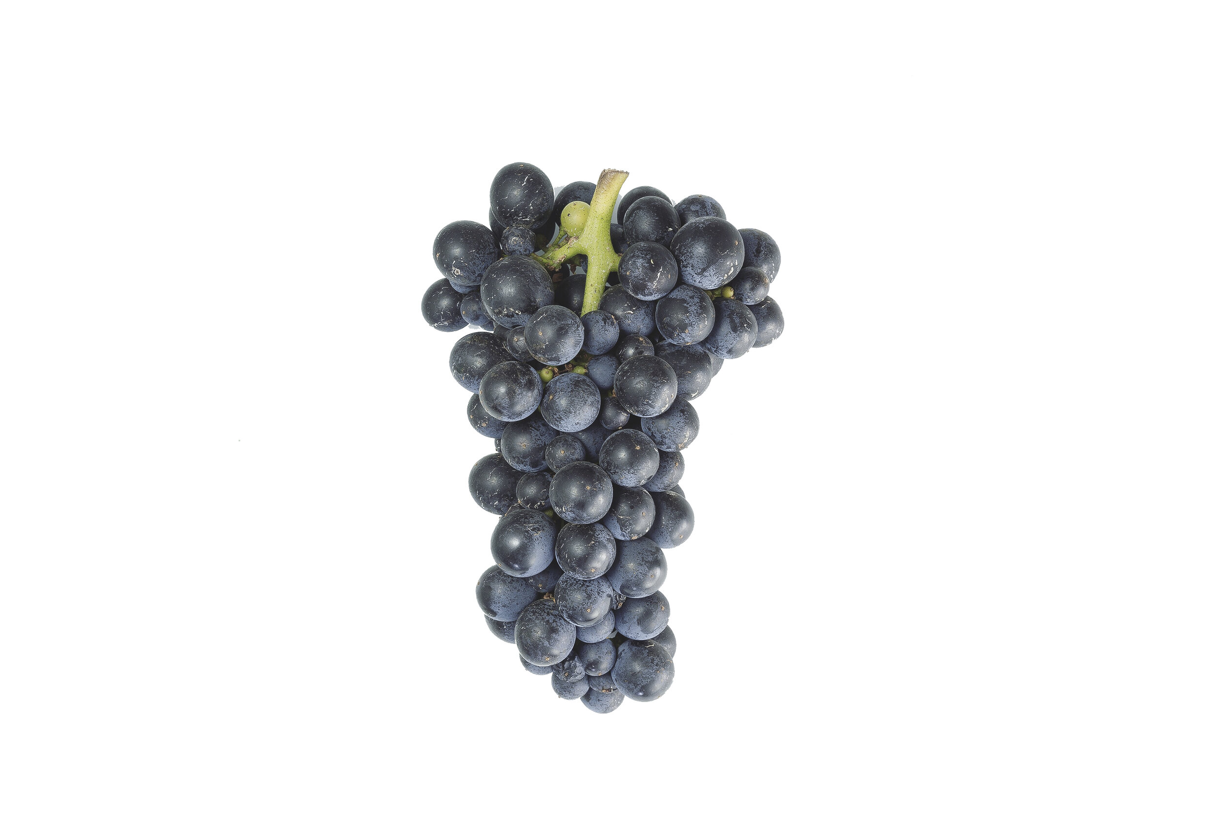 GrapeMorphologyWebPinot.jpg